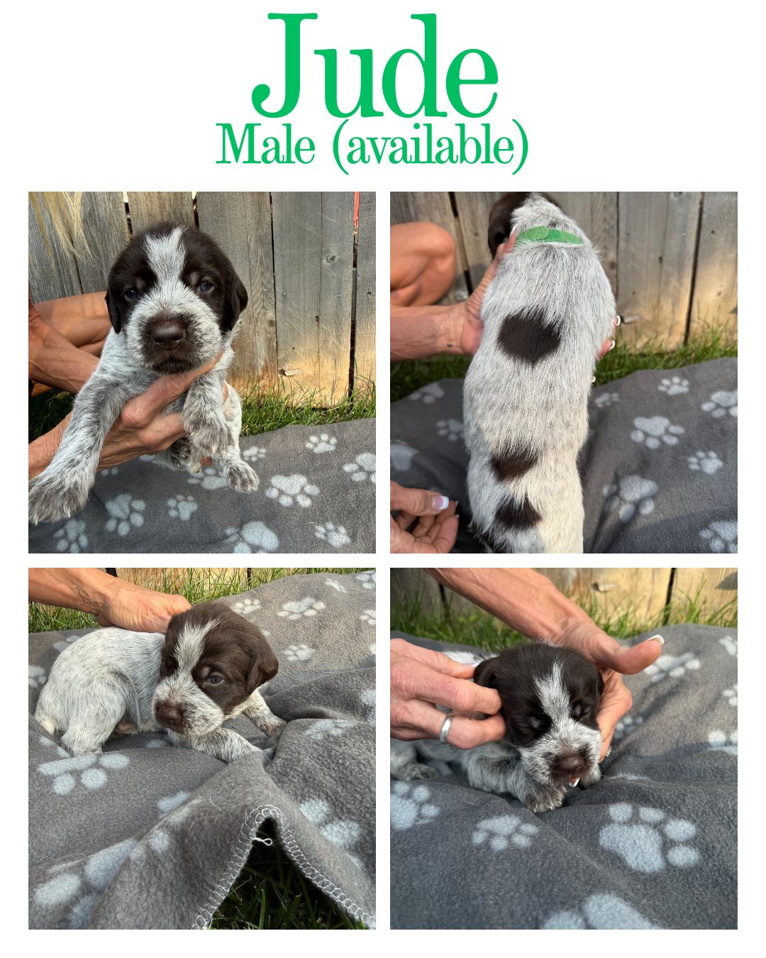 Collage of four photos of a male puppy named Jude, with black and white fur, being held outdoors on a gray blanket with paw print patterns. The top left photo shows Jude's front view, the top right shows his back with a black spot on his tail, the bottom left shows him lying down, and the bottom right shows him being gently held by a person's hands.