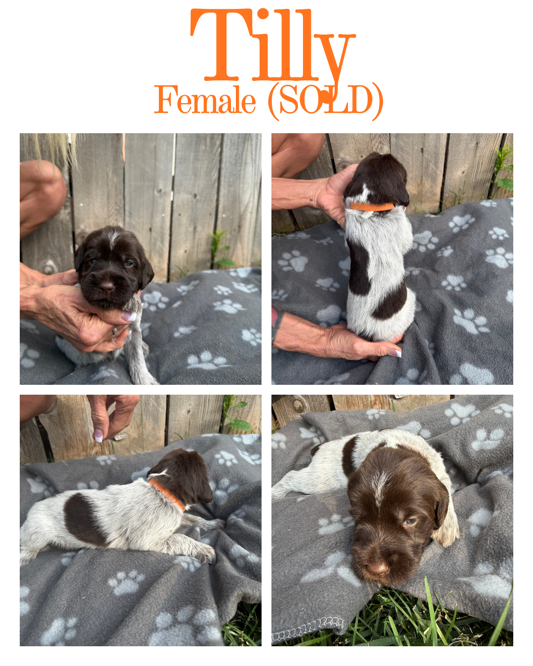 Collage of four photos of a sold female Tilly puppy. The photos show a small black and white puppy with a brown face and a white stripe on her head, sitting on a gray blanket with paw prints, against a wooden fence backdrop. The puppy wears an orange collar and is seen from different angles, including front, back, and lying down.