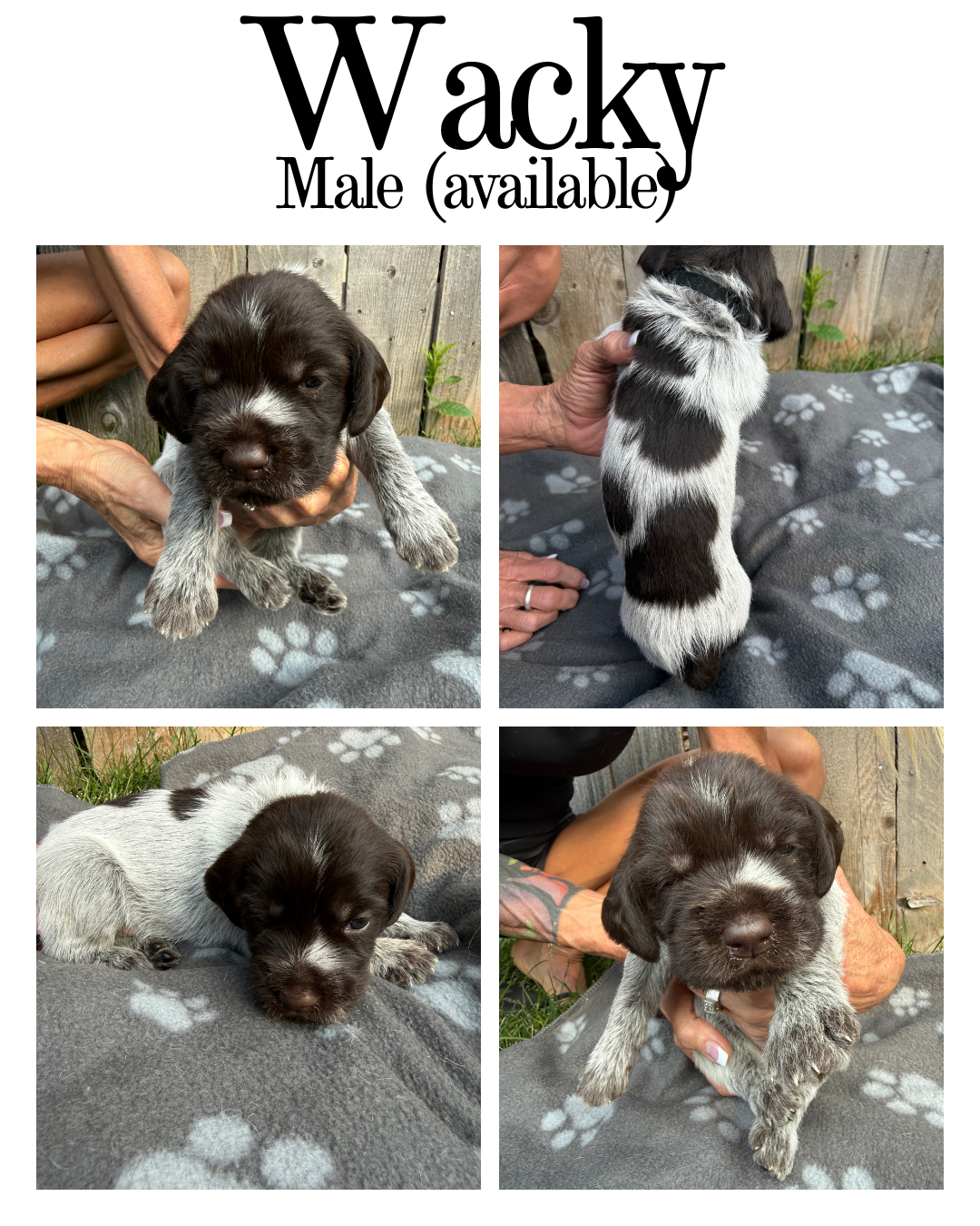 Collage of four photos of a wacky male puppy with black and white fur, on a gray blanket with paw prints, held by a person outdoors near a wooden fence.