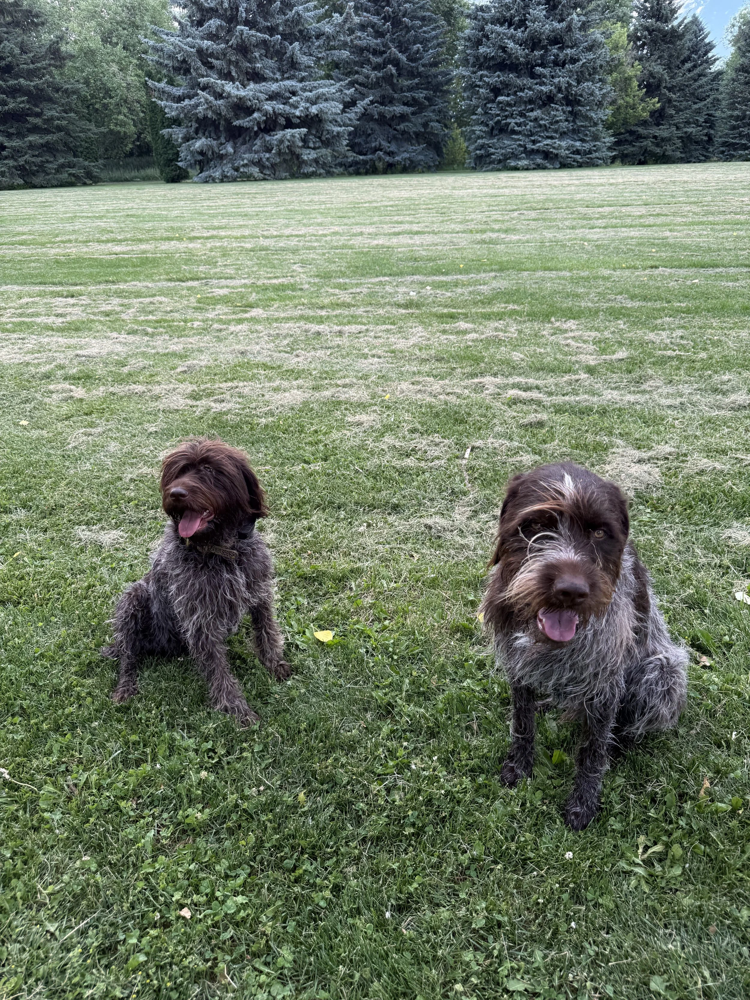 Why Choosing a Reputable Wirehaired Griffon Breeder Matters