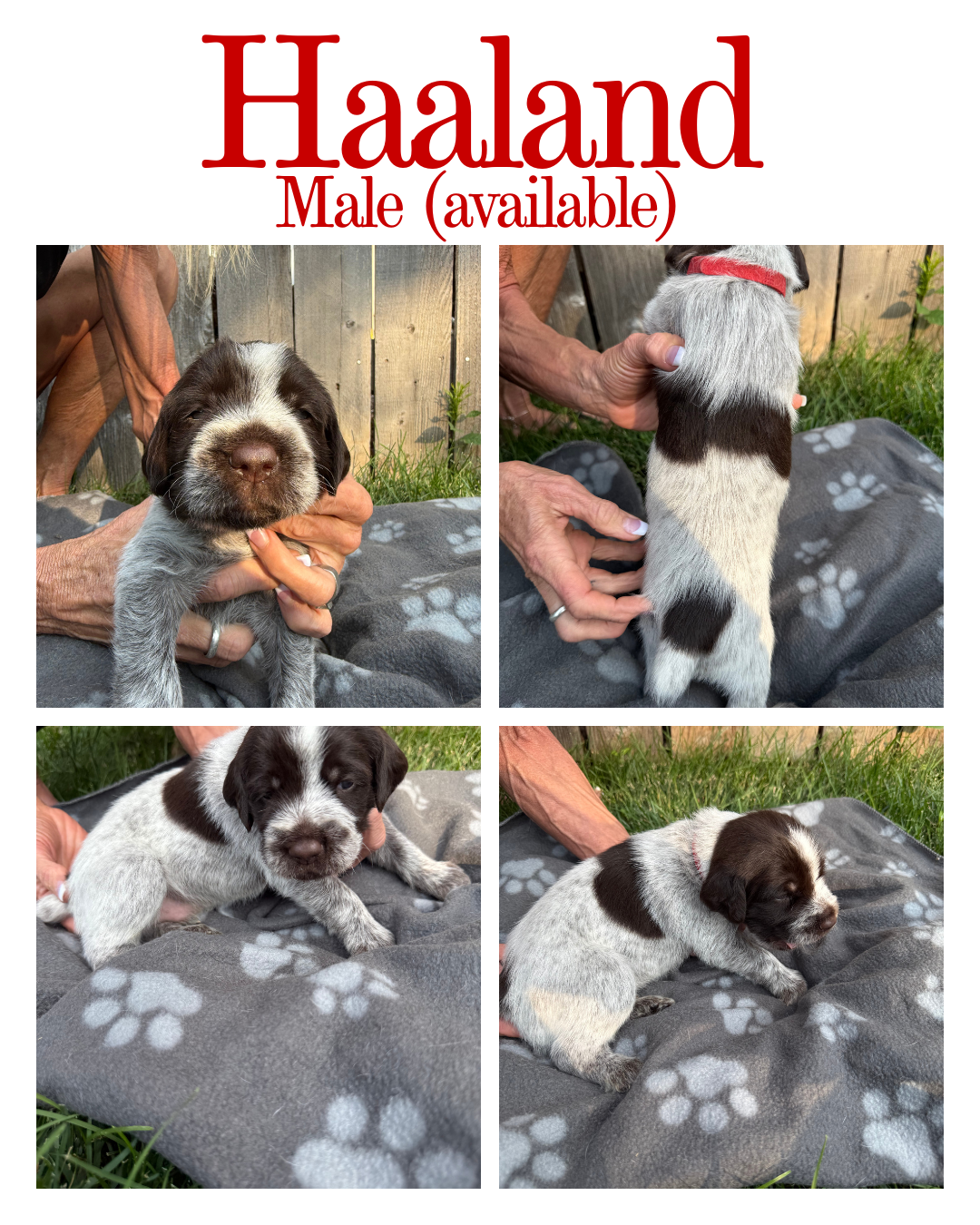 A collage of four photos of a small black and white puppy named Haaland, held indoors or outdoors on a blanket with paw print patterns. The puppy has a white face with black markings and floppy ears, captured in different poses including facing forward, showing its back, and lying on the blanket.