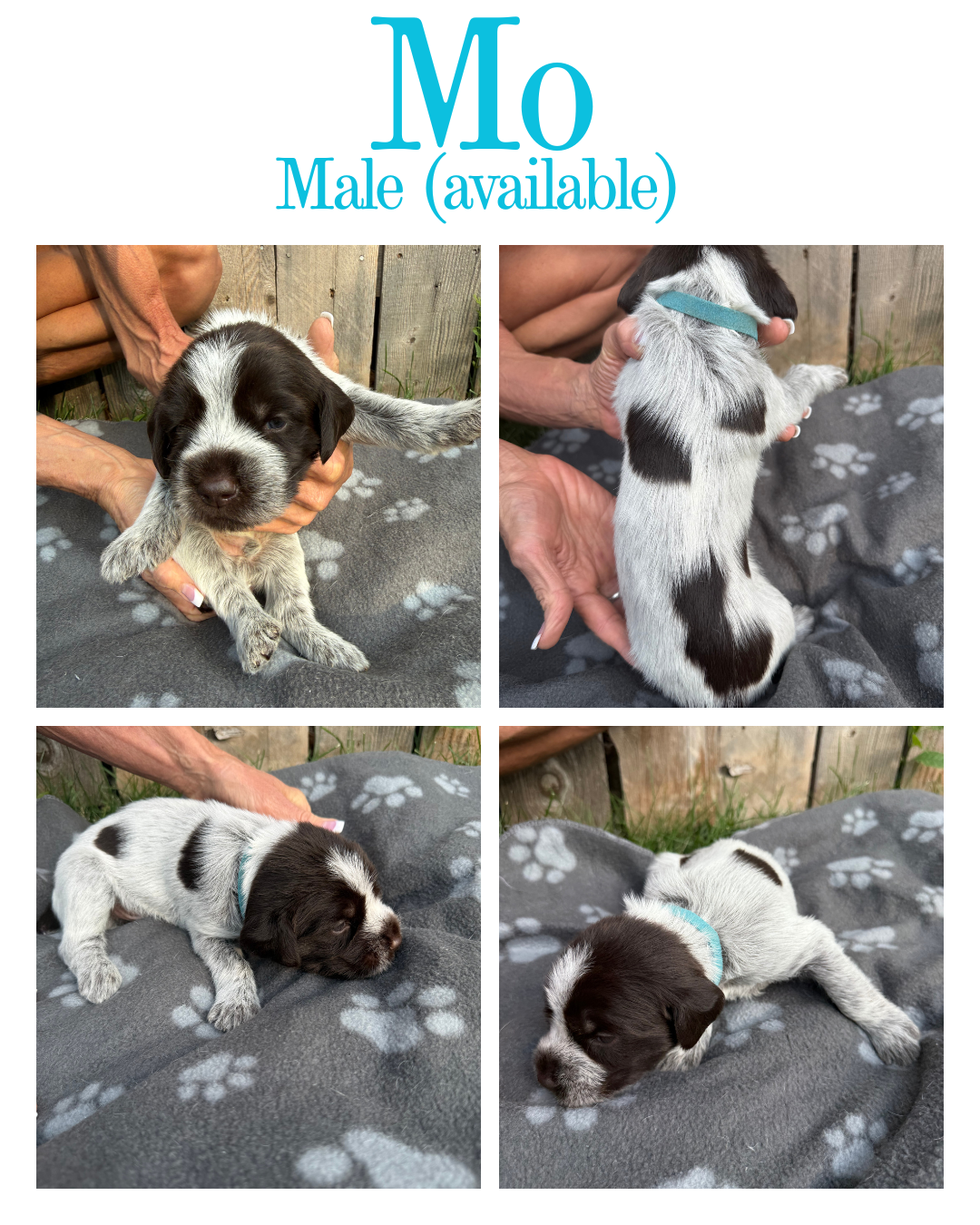 Collage of four photos showing a black and white male puppy, with the text "Mo Male (available)" at the top.