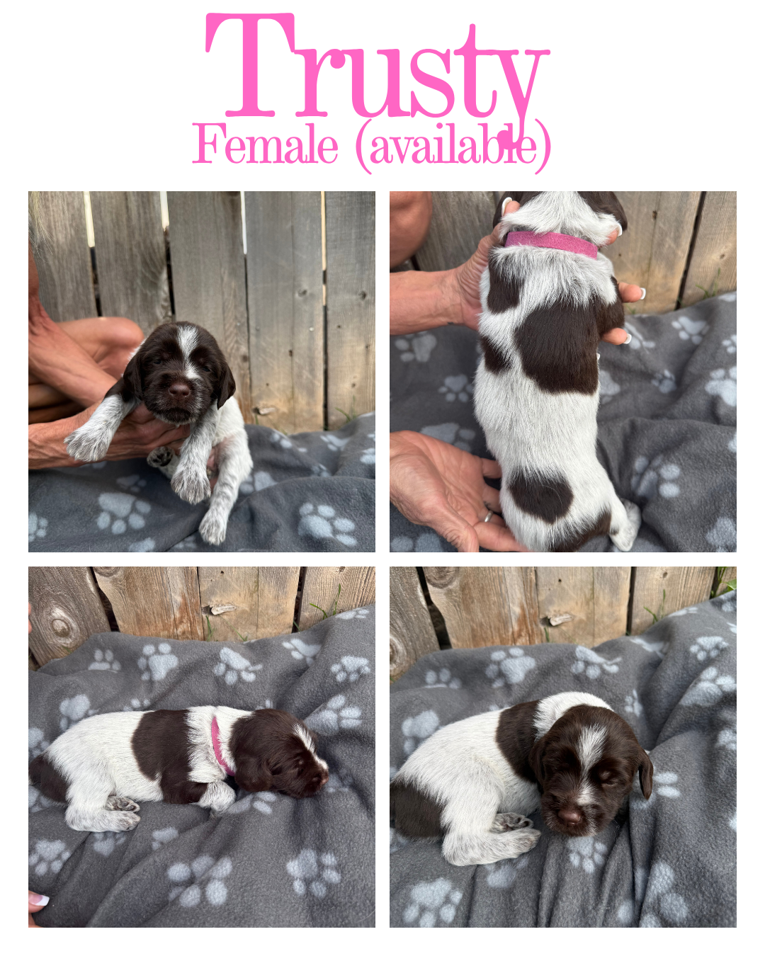 Collage of four photos of a small black and white puppy with a pink collar, lying on a gray blanket with paw prints, in front of a wooden fence. The puppy is shown in different positions: being held, from the back, lying on its side, and sleeping.