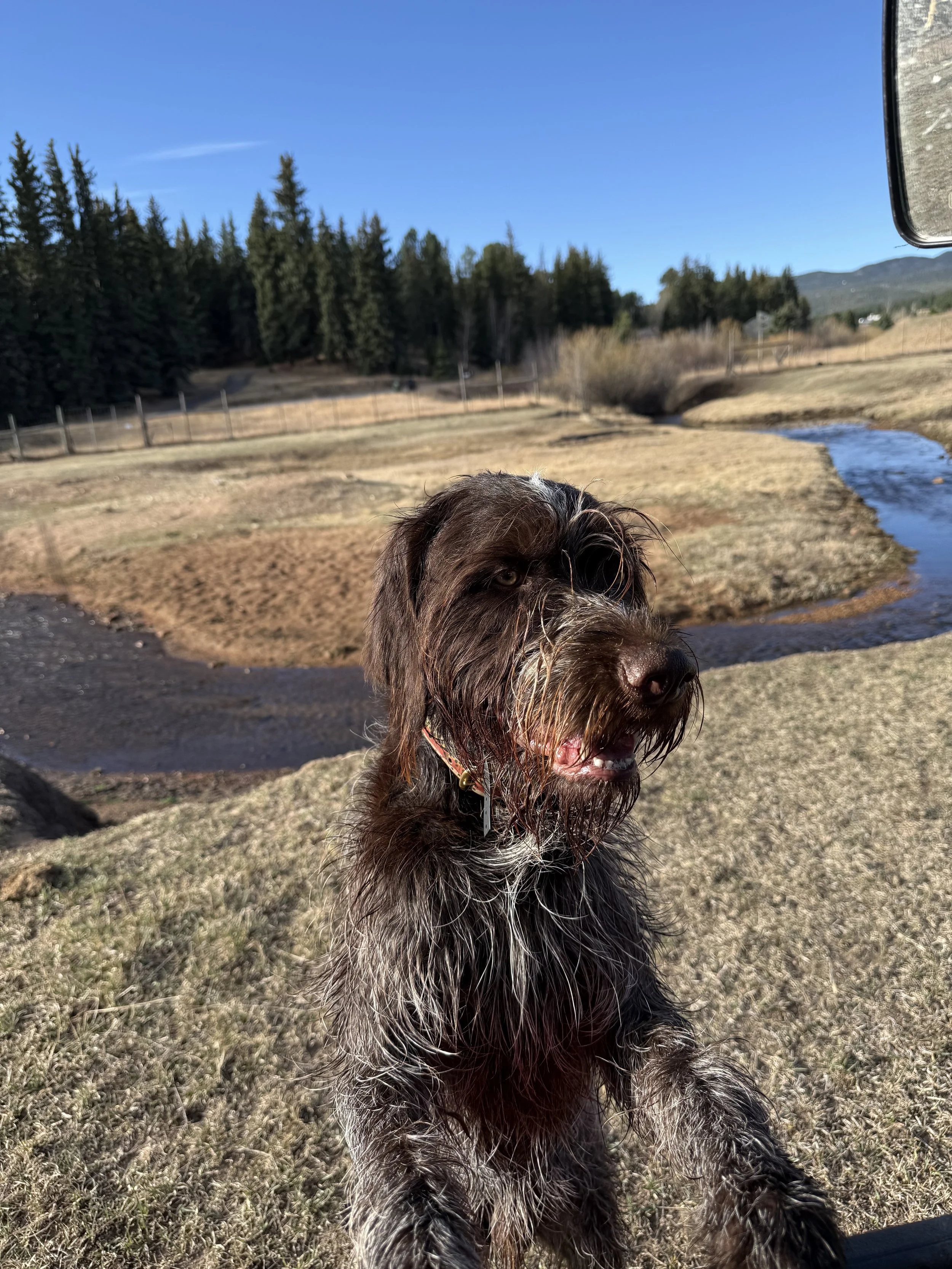 Wirehaired Griffon Puppies for Sale in Colorado: What Every Puppy Buyer Should Know
