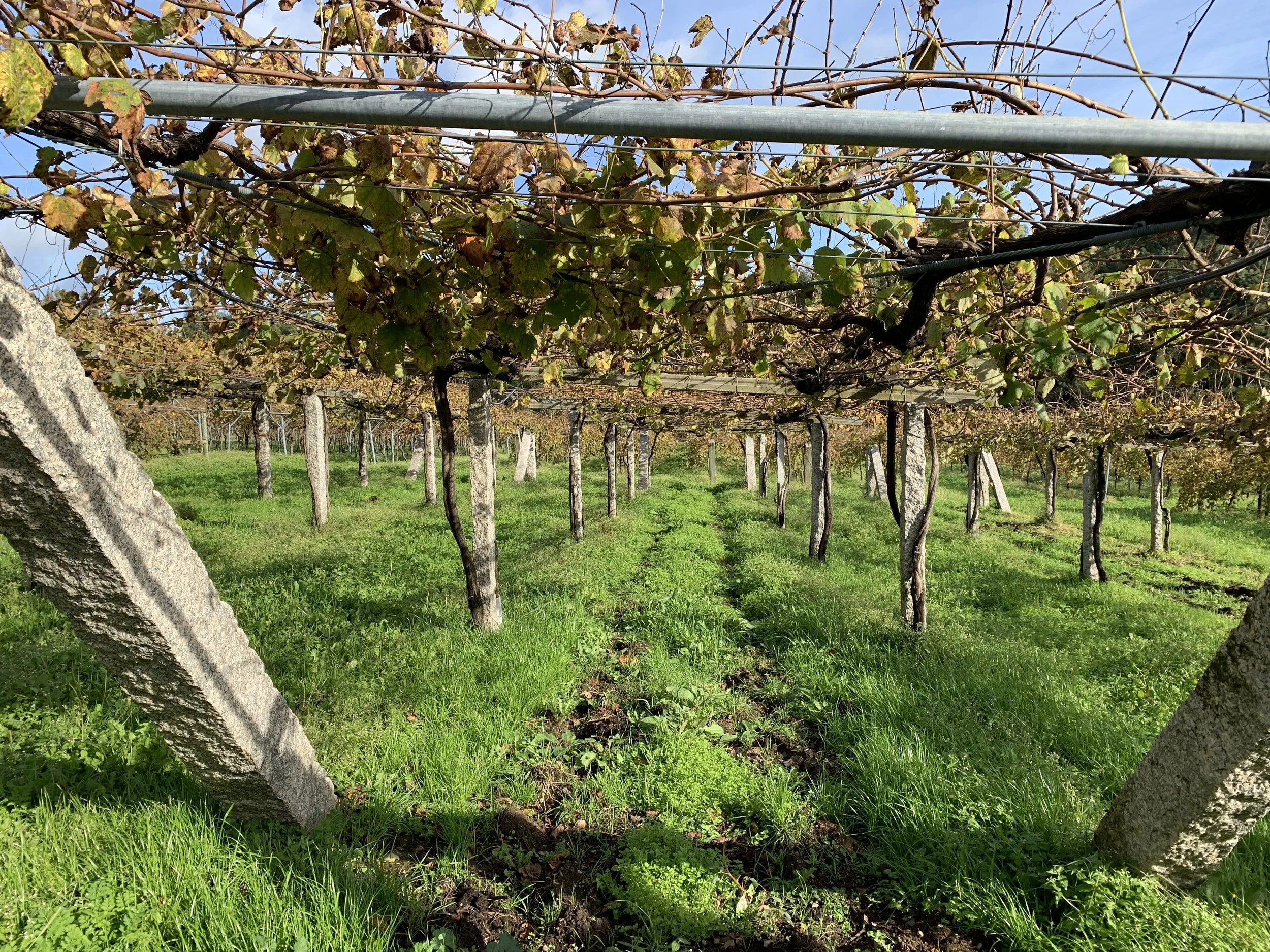 藍天下的優質葡萄園。Jour de Vin 釀日子重視真實產地風土，為您尋訪世界各地的特色酒莊。
