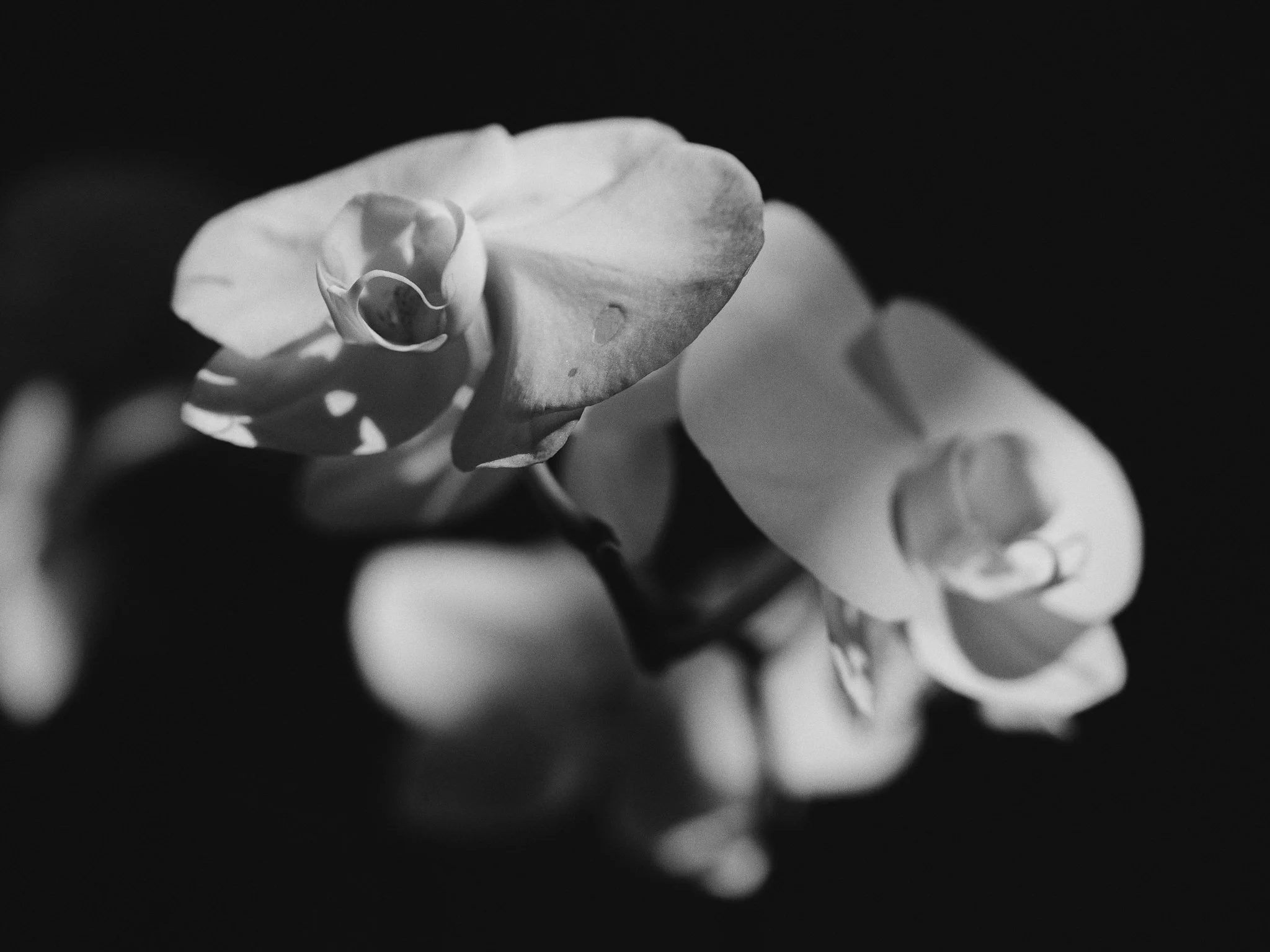 _DSF4252.jpg