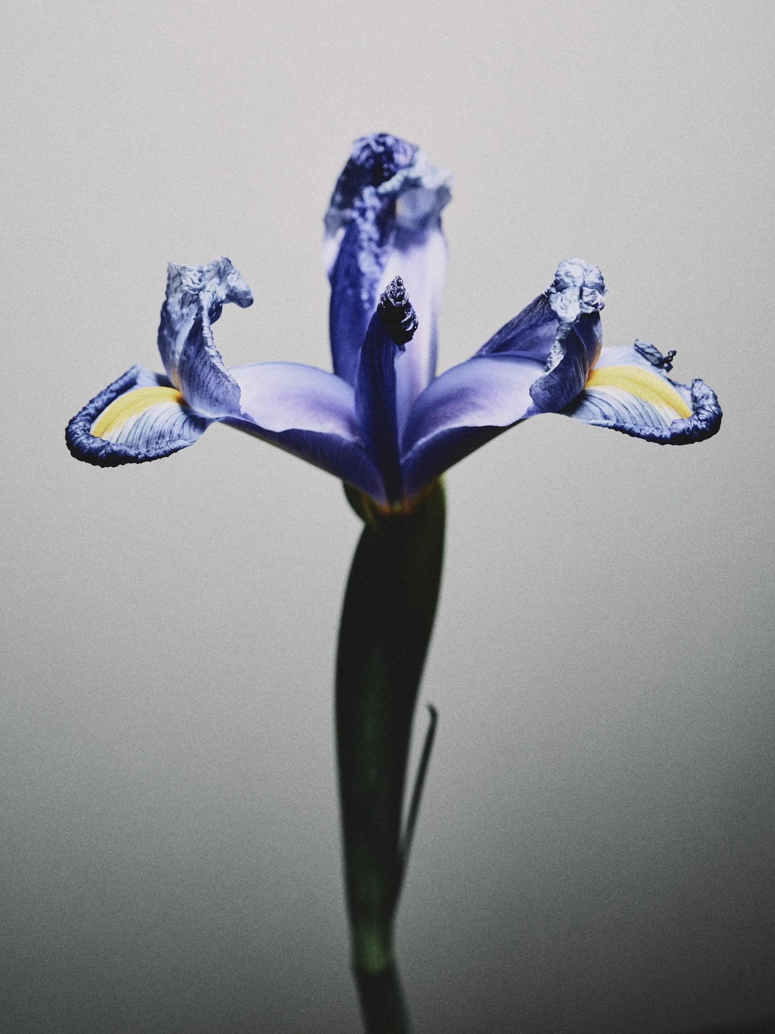 flower 3.20251743.jpg