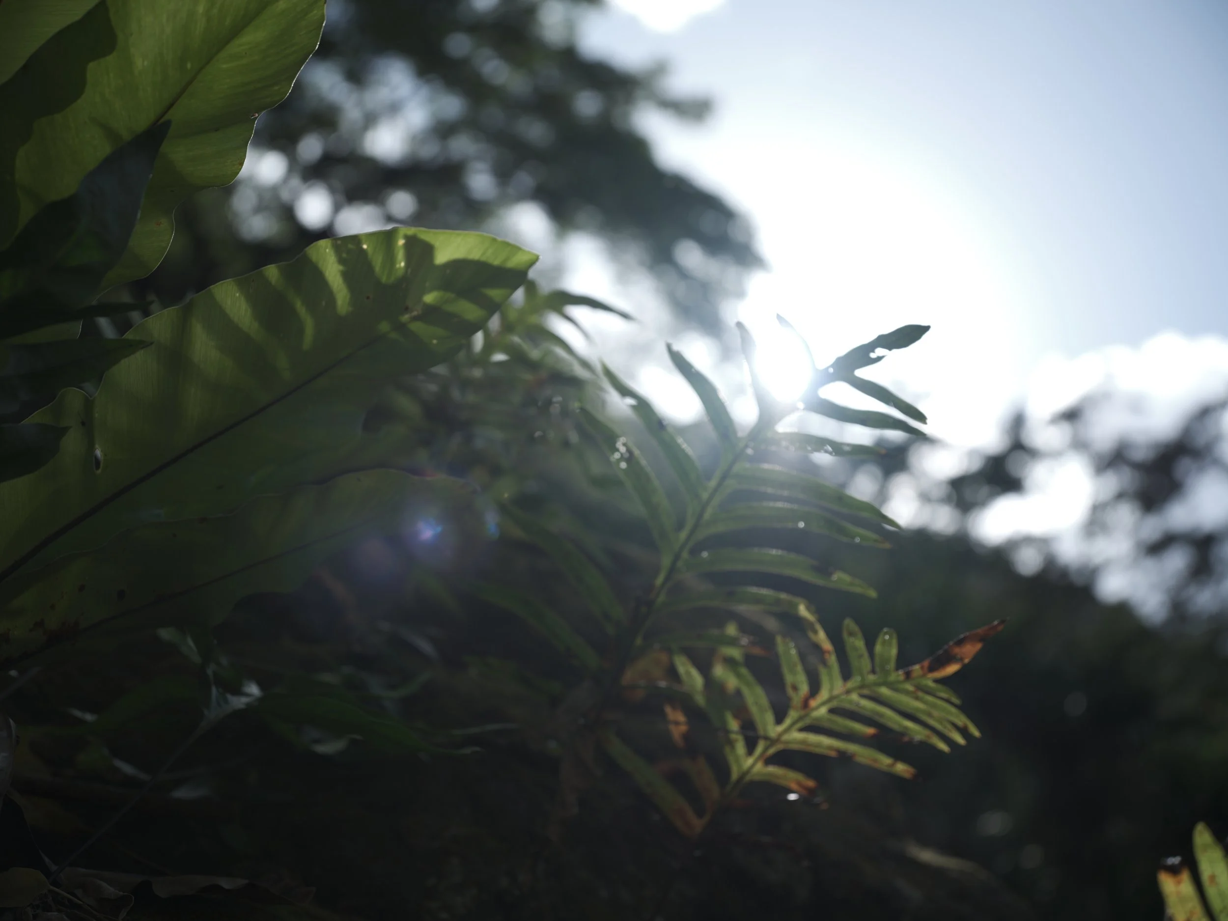 _DSF7687.jpg