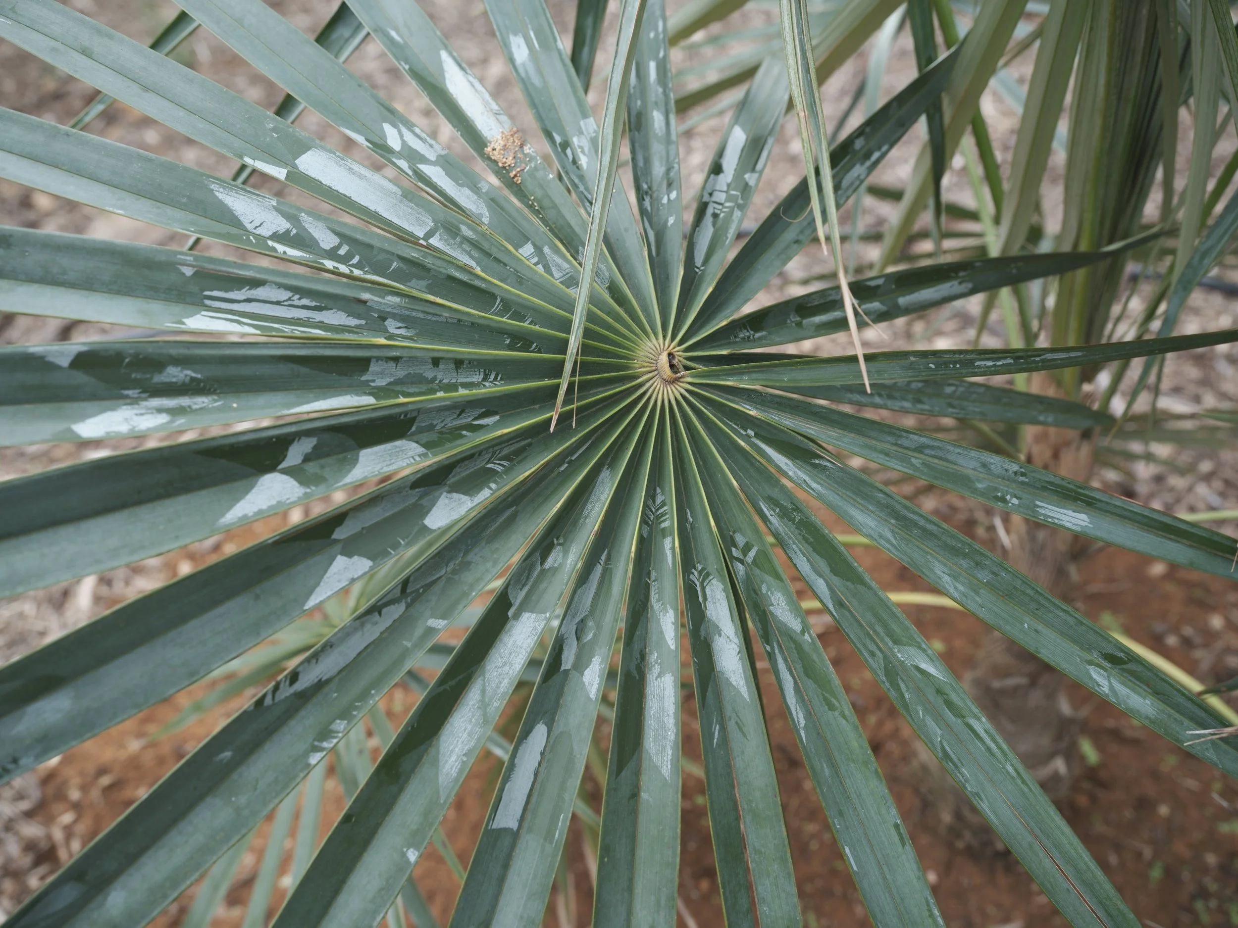 _DSF7275.jpg