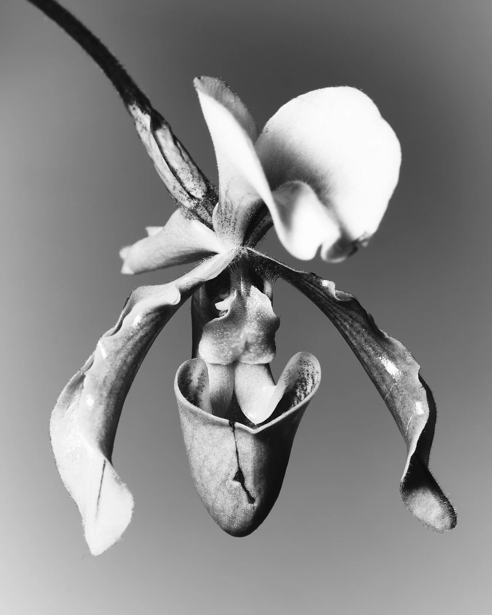 flower 3.20250060 1.jpg