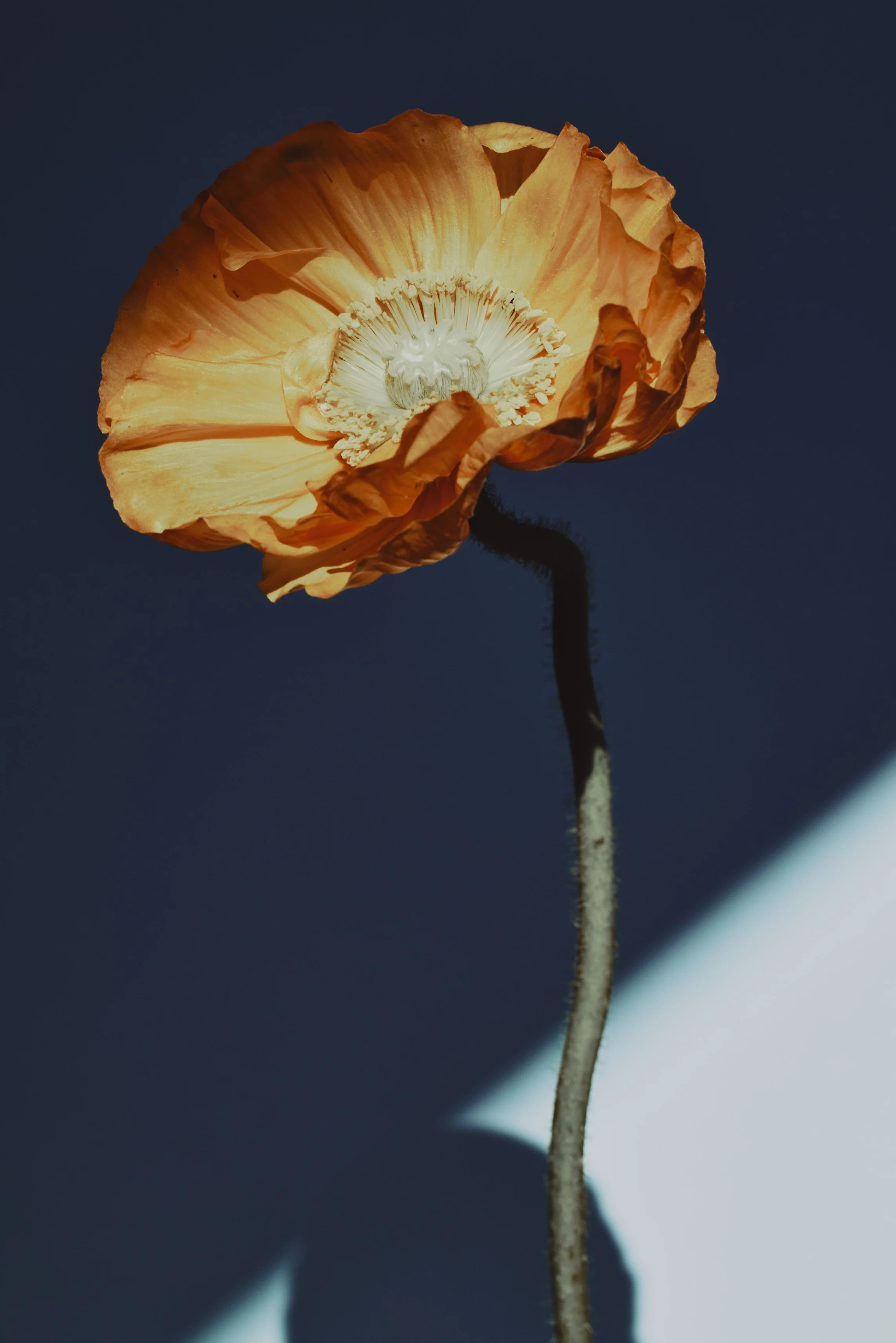 Flowers0456.jpg