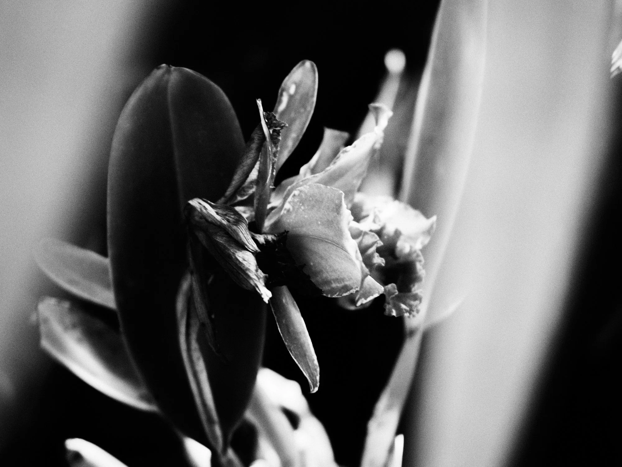 Hiroto Yamauchi_flower BNW.jpg