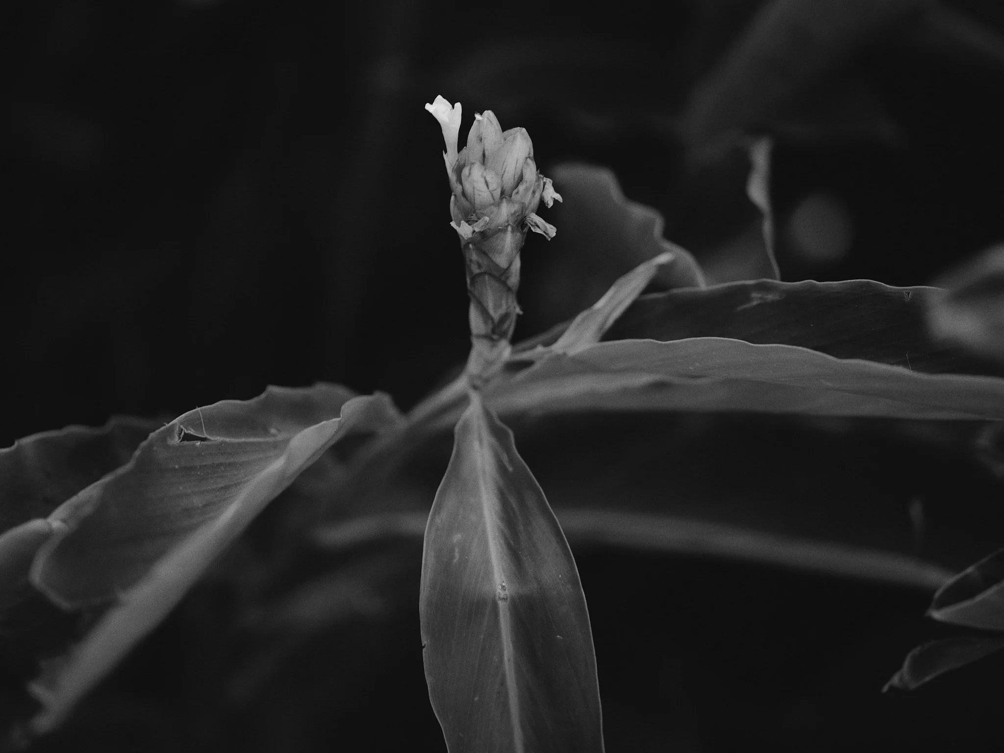 _DSF4194.jpg