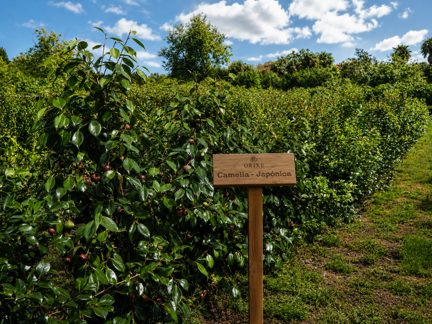 Cultivo de camelia japonesa con cartel que dice 'ORIXE Camelia Japónica' en un campo con árboles y cielo parcialmente nublado.