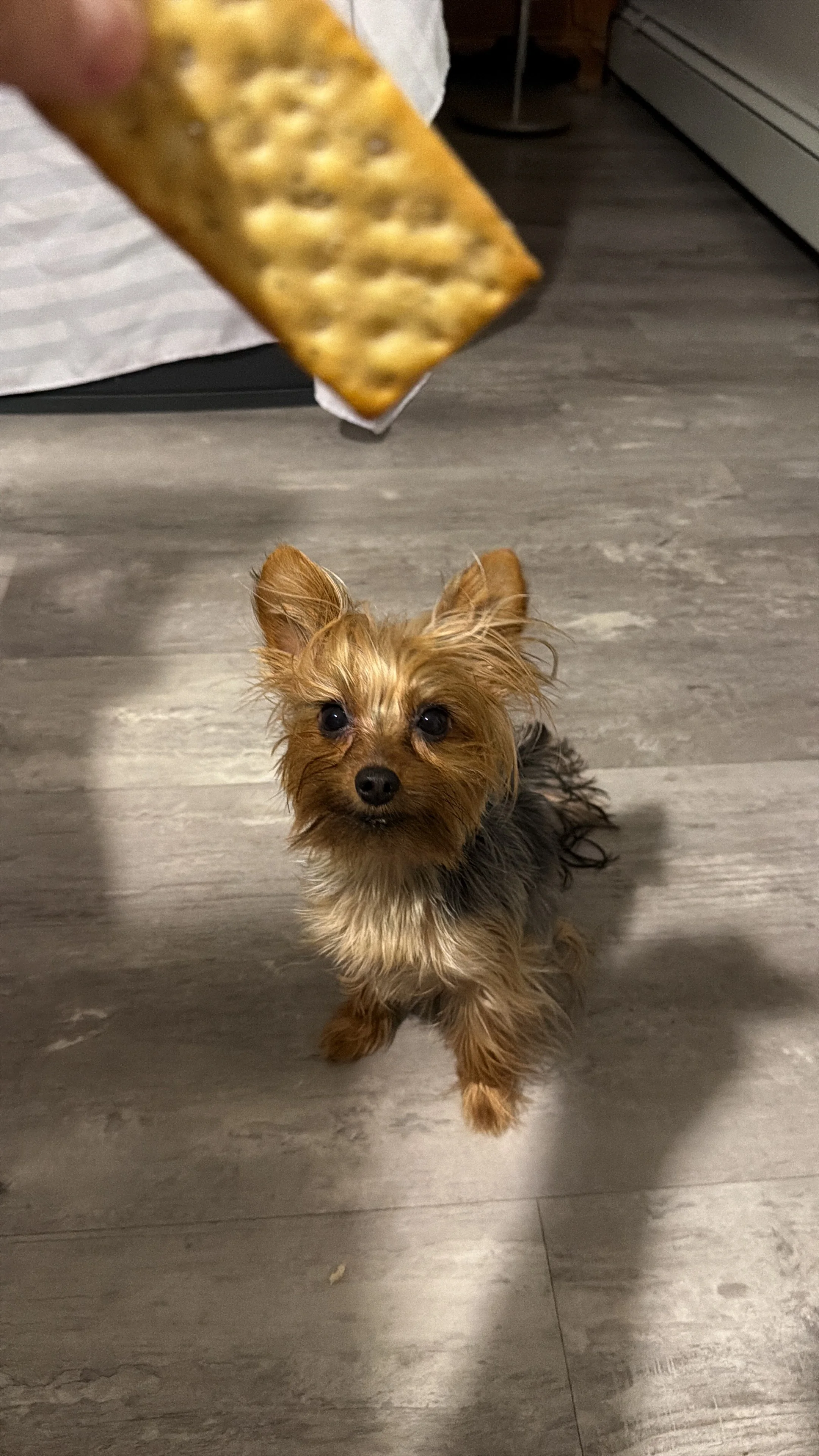 Front-facing portrait of Zoe, the mascot of Meireles Cleaning Services.
