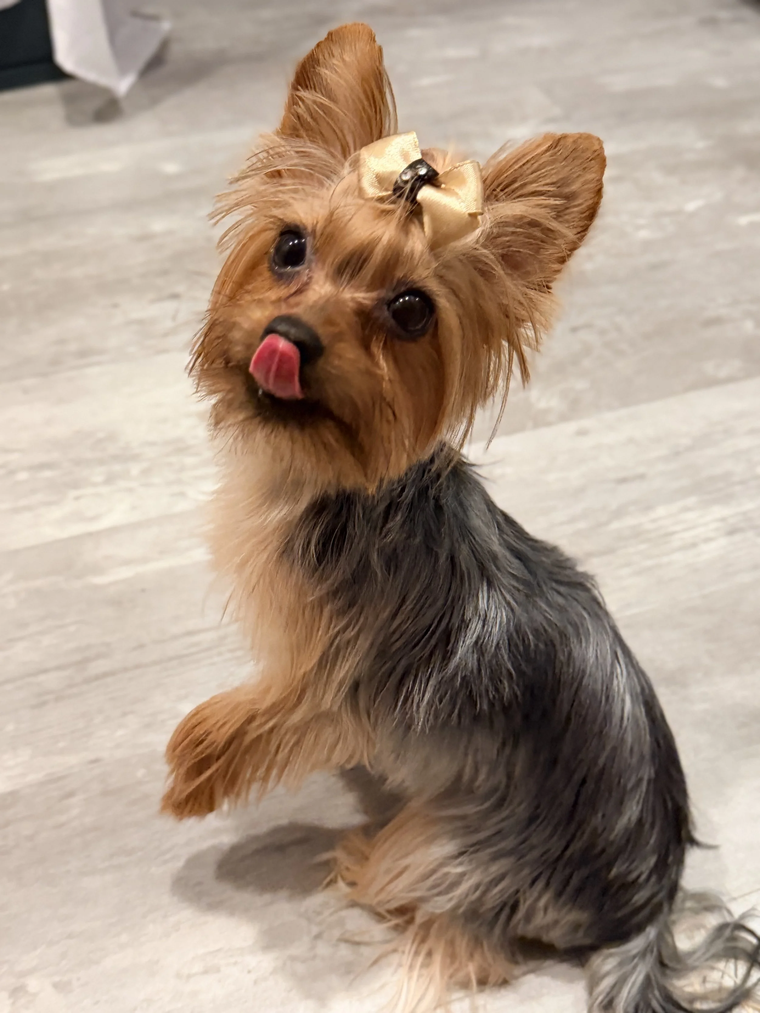 Zoe, the mascot of Meireles Cleaning Services, posing with her tongue out.