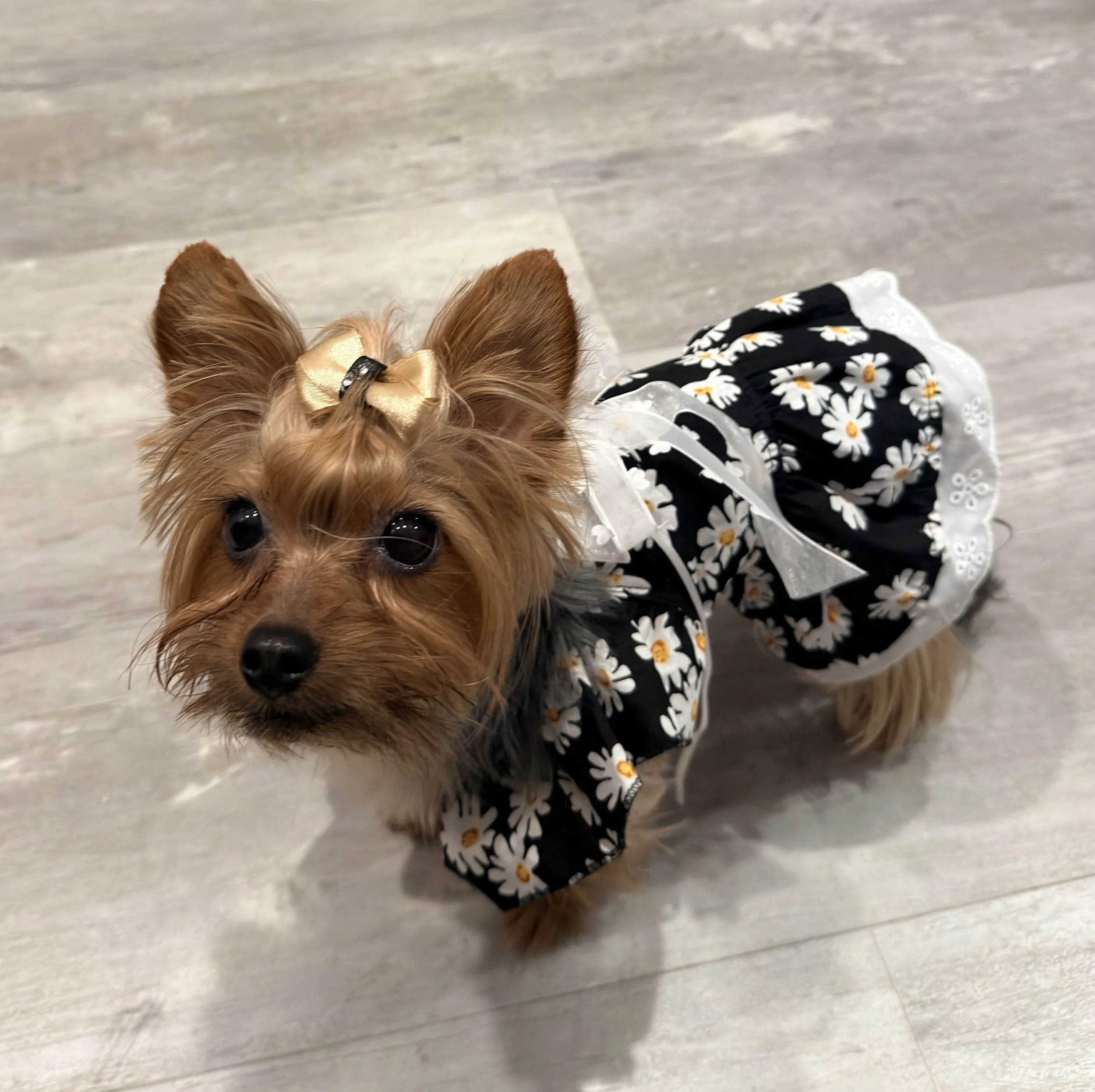 Zoe wearing a dress and looking at the camera.