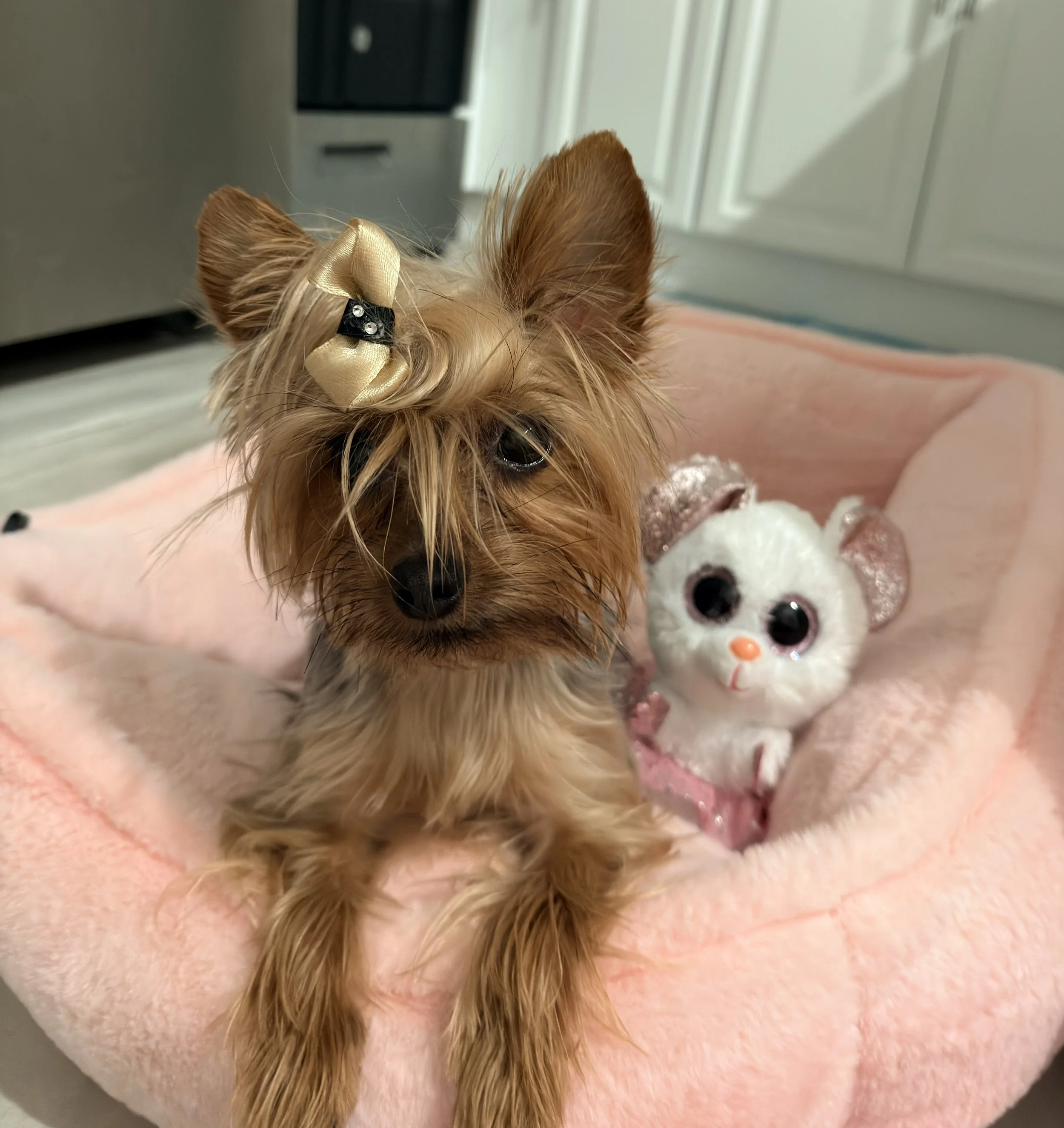 Zoe with tousled hair posing with her new mouse toy.