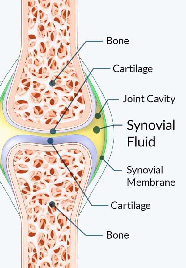 Diagram of a joint showing bone, cartilage, joint cavity, synovial fluid, synovial membrane, and cartilage layers.