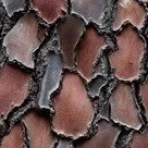 French Maritime Pine Bark a rare supporting ingredient combined with Mobilee to Joint Support