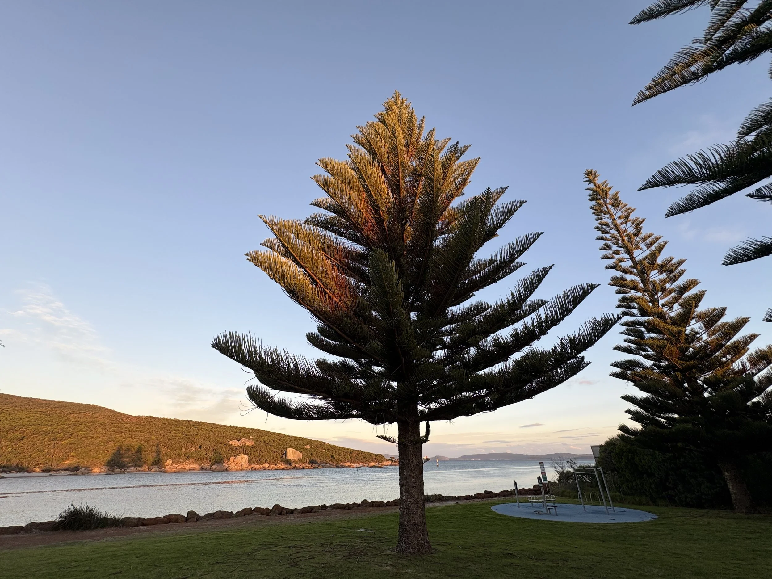 A scenic view of a lakeside with a large pine tree in the foreground, a grassy area with a swimming pool, rocky shoreline, hills in the background, and a sailboat on the water with the sky at sunset.