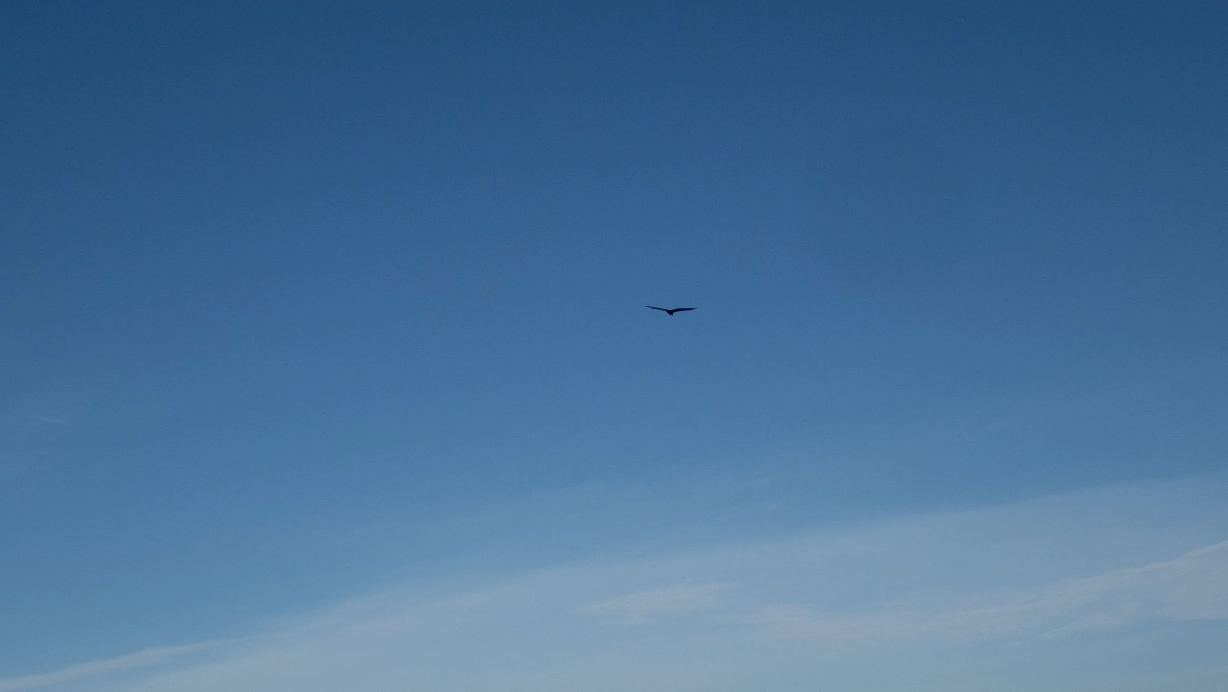 IMG_8367.jpeg