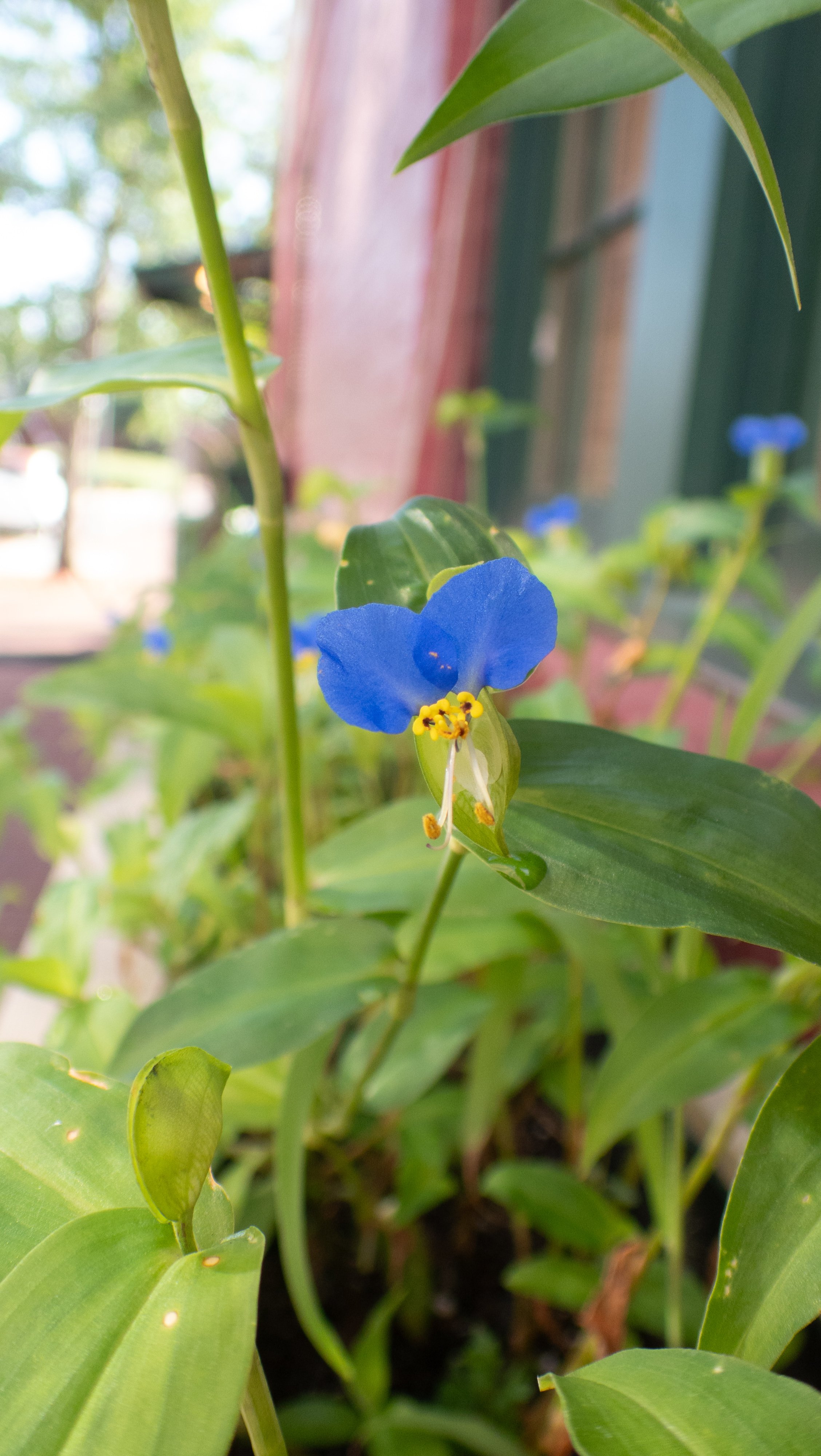 IMG_9129.jpeg