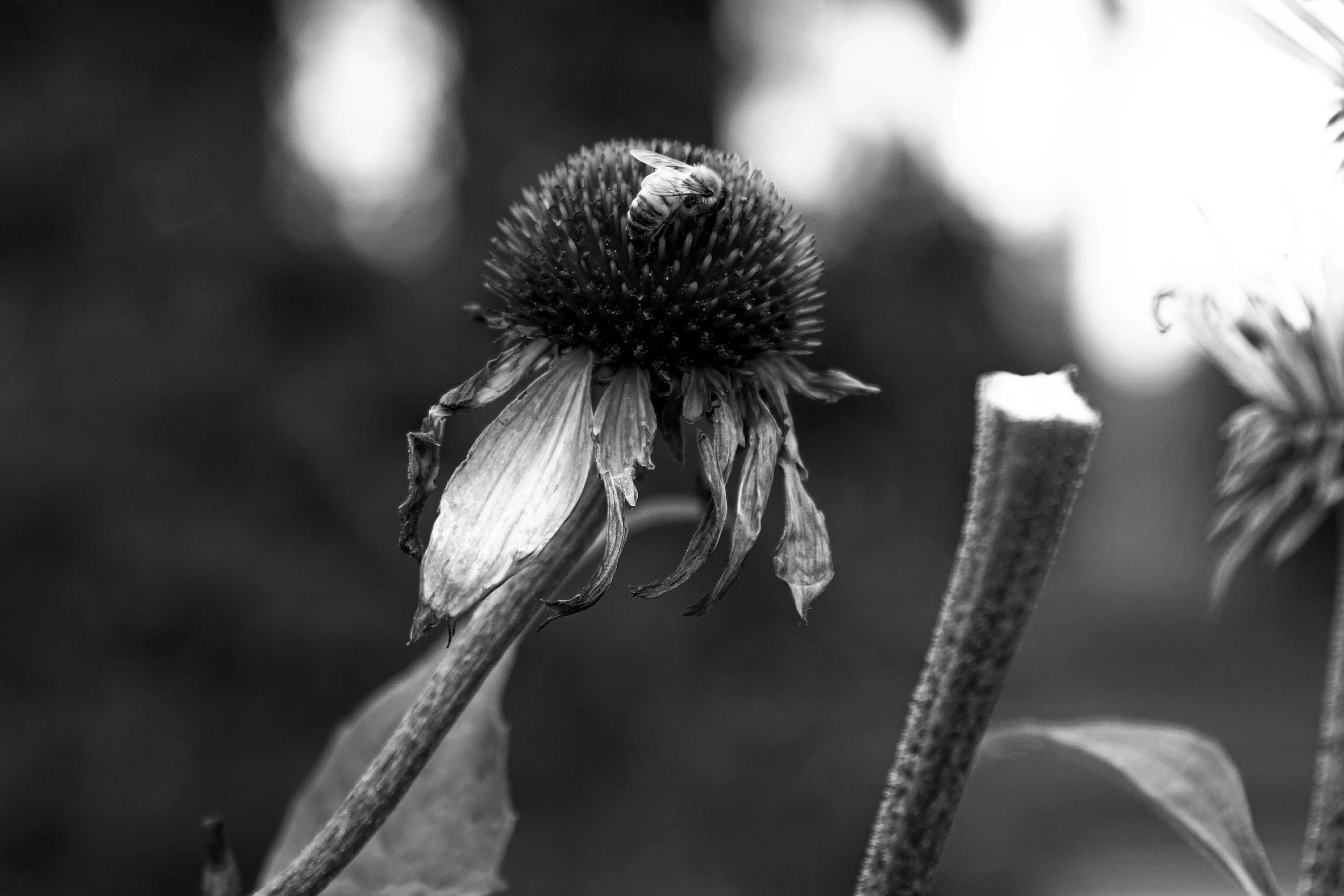 After the Bloom