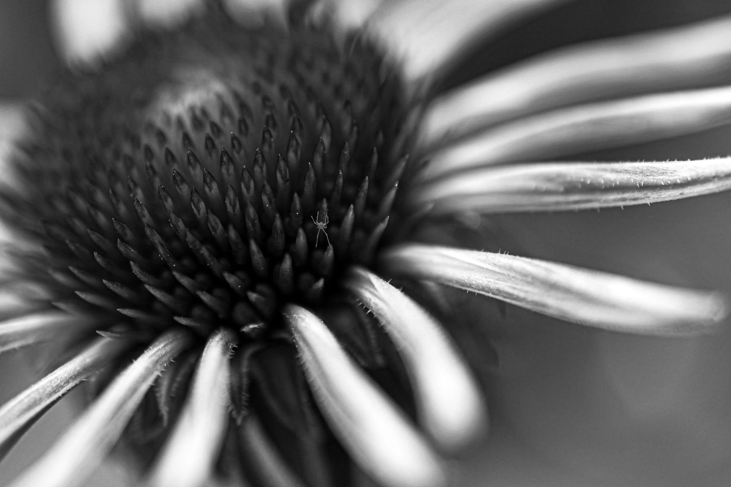 Hidden Among Petals