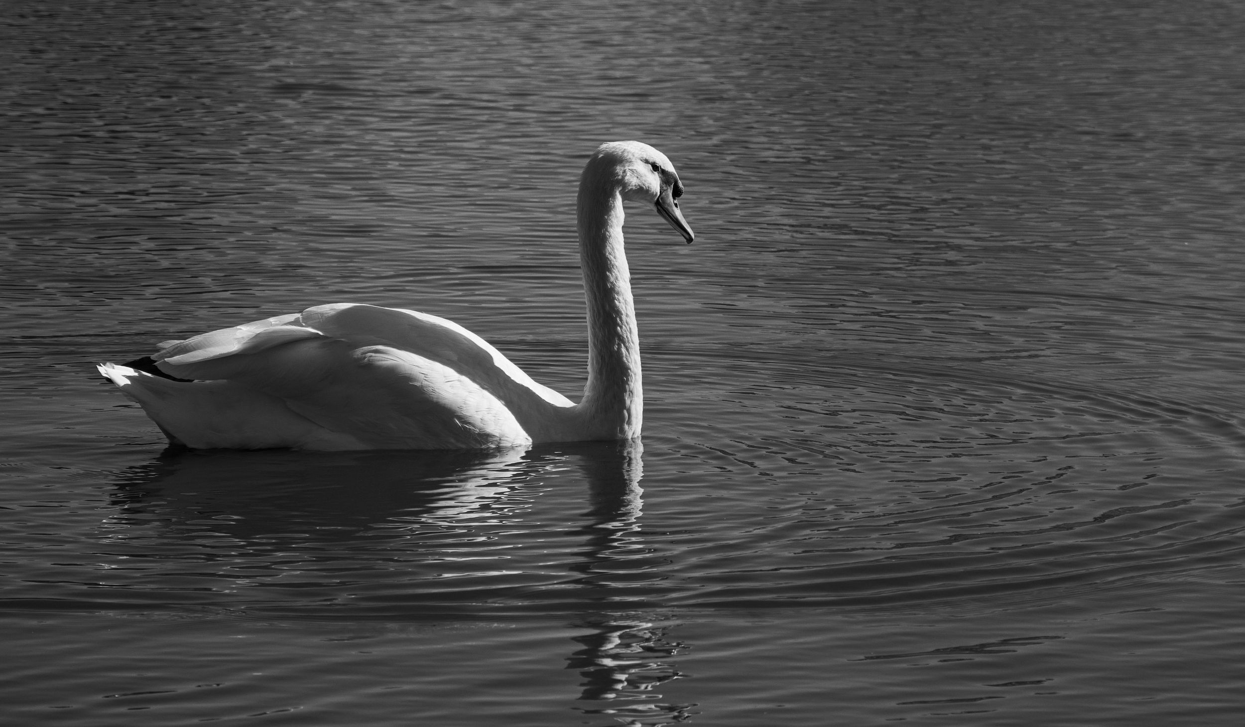 Grace in Still Water