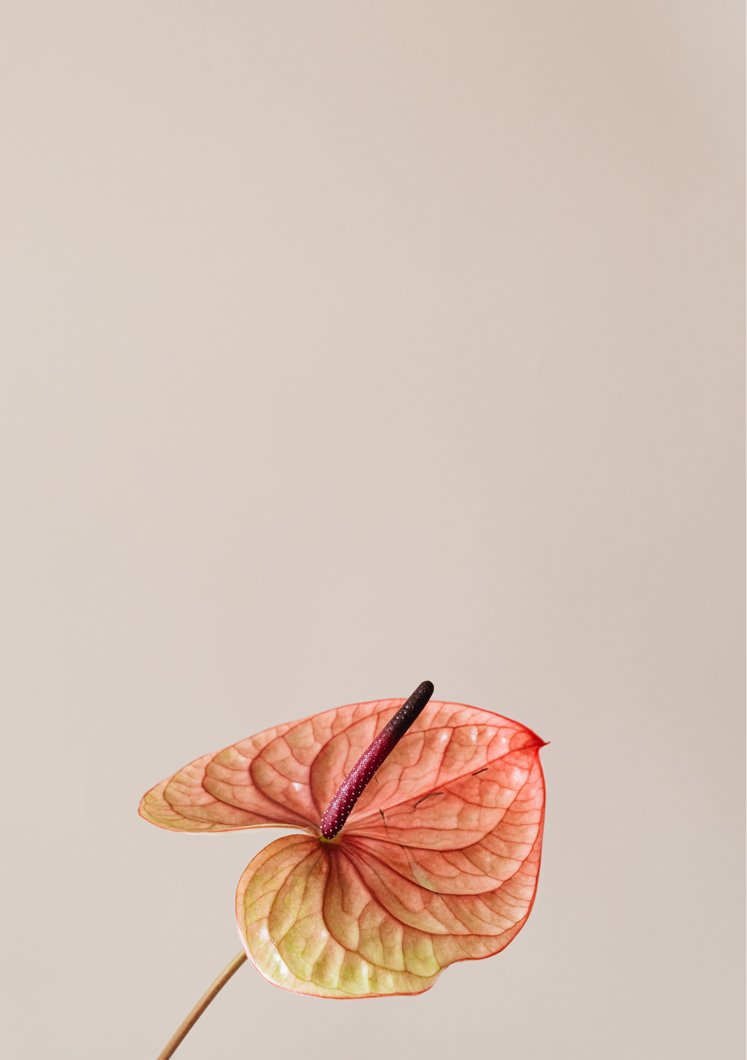 A close-up photograph of a descending arrangement of four leaves, each with vibrant red and orange hues and prominent veining, attached to a thin, reddish-brown stem, set against a plain, light-colored background.