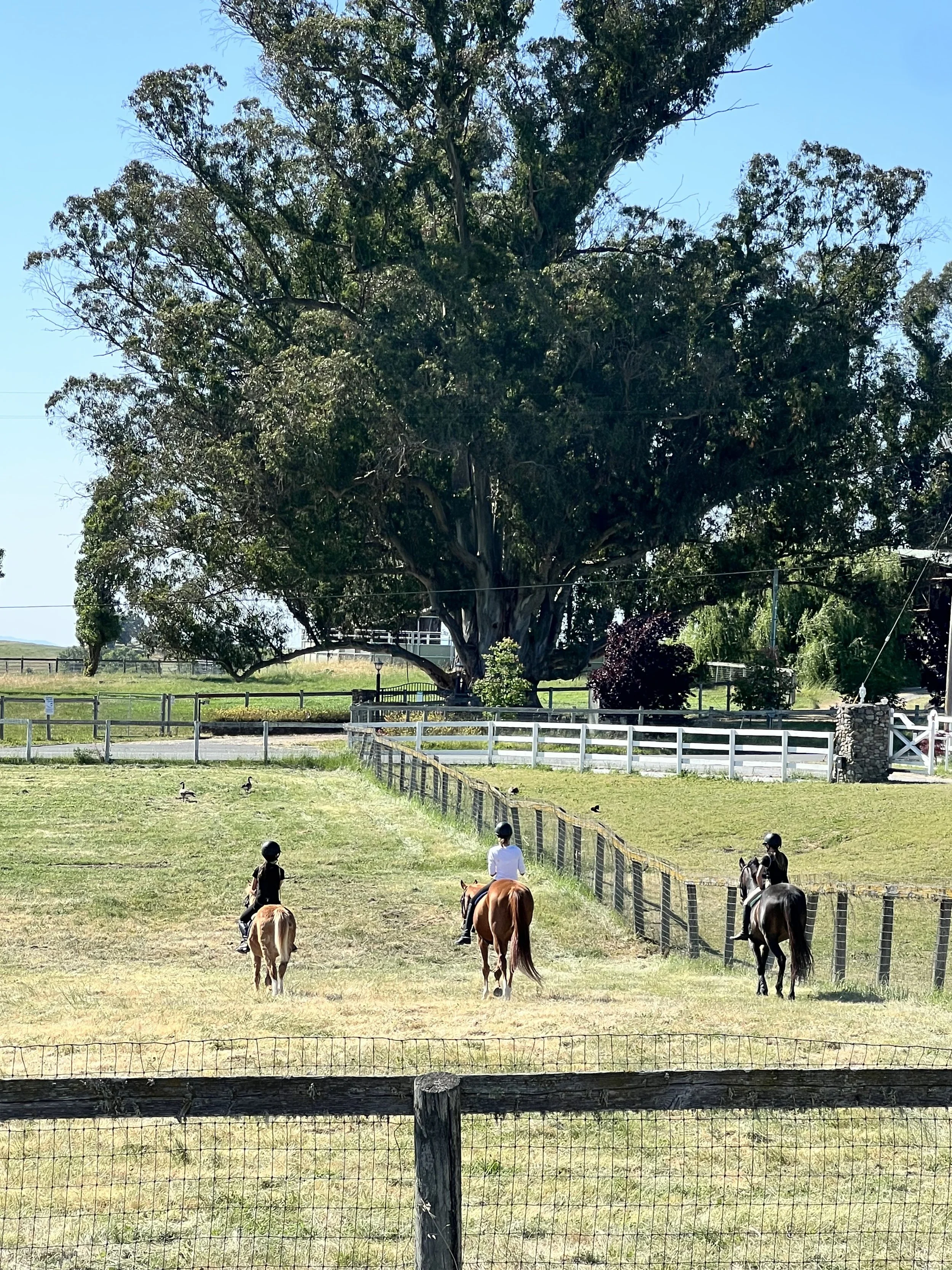 Horse riders participating in an outdoor leadership retreat at Strides Leadership in Petaluma, Sonoma County, riding through open pasture beneath a large oak tree.