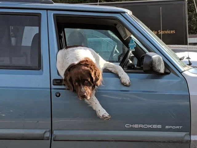 A brown and white dog leaning out of the window of a blue Jeep Cherokee Sport.