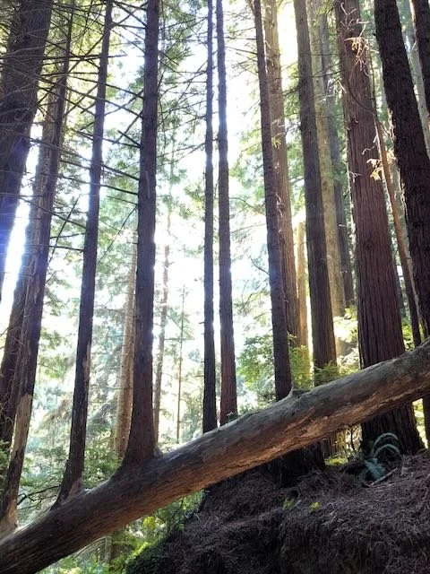 Tall trees in a forest with sunlight filtering through the branches, and a fallen log resting on the ground.