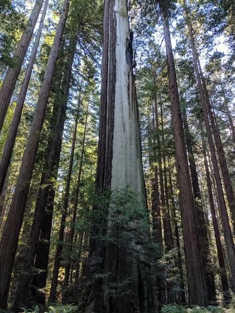 A tall, weathered sequoia tree with a partially burned trunk standing in a dense forest of other tall trees.