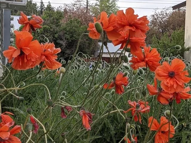 Orange poppy flowers in a garden with green foliage and a house in the background.