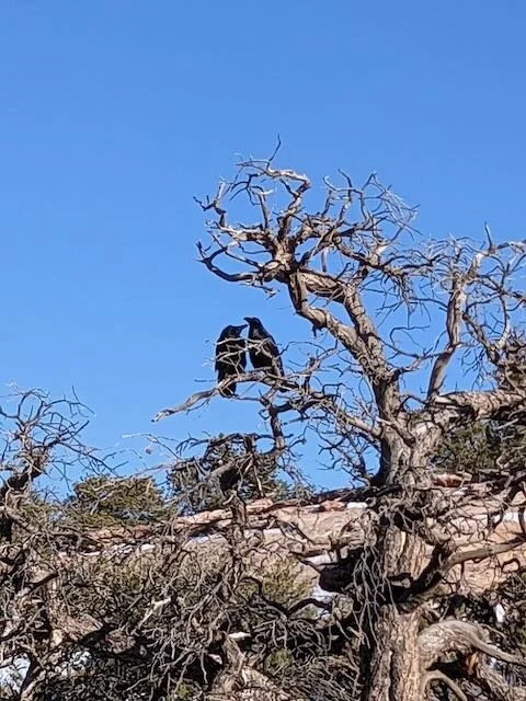 A large black bird perched on a leafless tree against a clear blue sky.