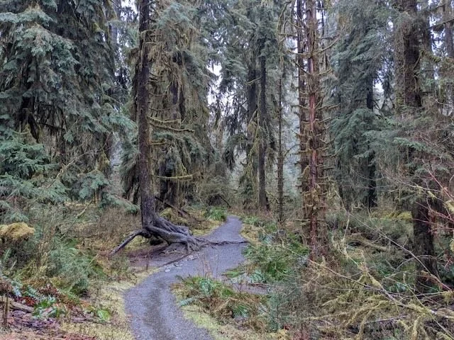 A winding dirt trail through a dense forest with tall trees covered in moss.