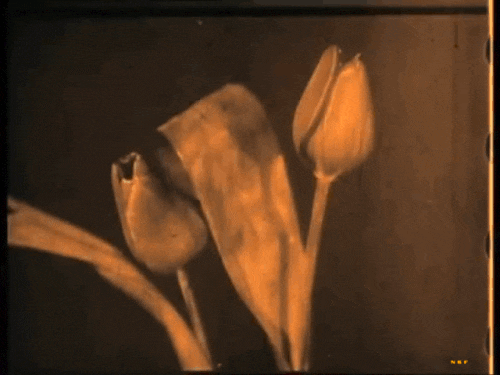 A close-up of a wilted tulip flower at sunset or in low light.