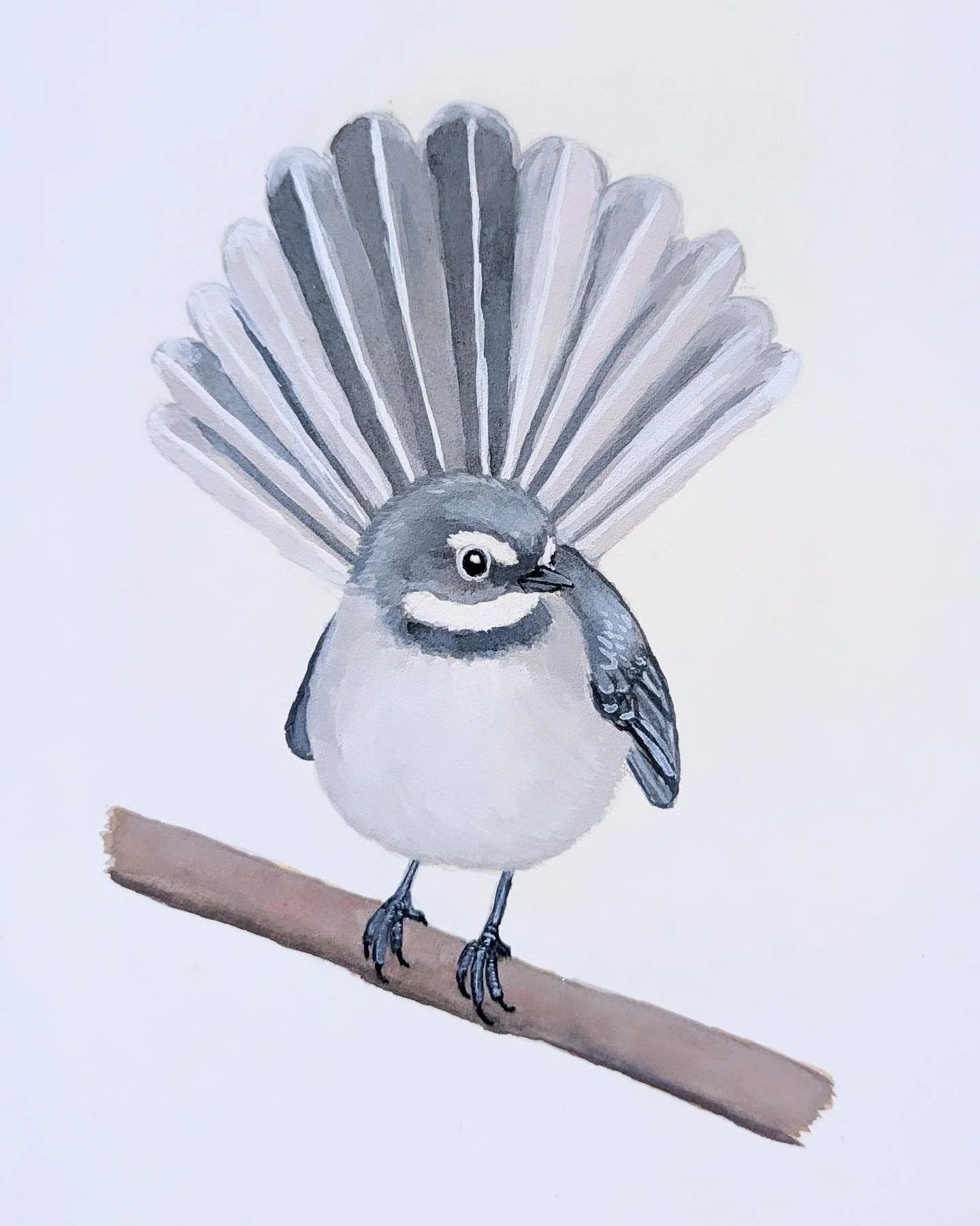 From sketch to finished Grey Fantail 🤍

I loved watching this little bird come to life in gouache, especially that beautiful fan-shaped tail.

The Grey Fantail is August&rsquo;s Bird of the Month and is featured in this month&rsquo;s Bird Mail. 🐦💌