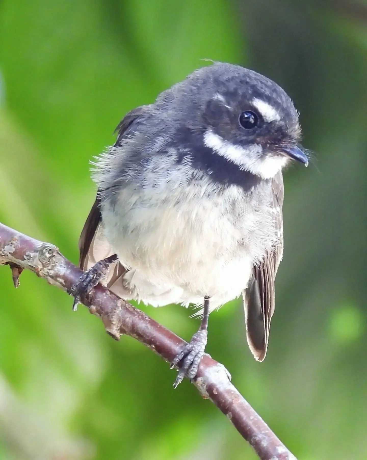 A little Grey Fantail moment from the archives. 🤍🐦

I took these photos years ago in northern Tasmania, and I still love how much personality this little bird seemed to have.

Grey Fantails are rarely still for long, usually flitting from branch to