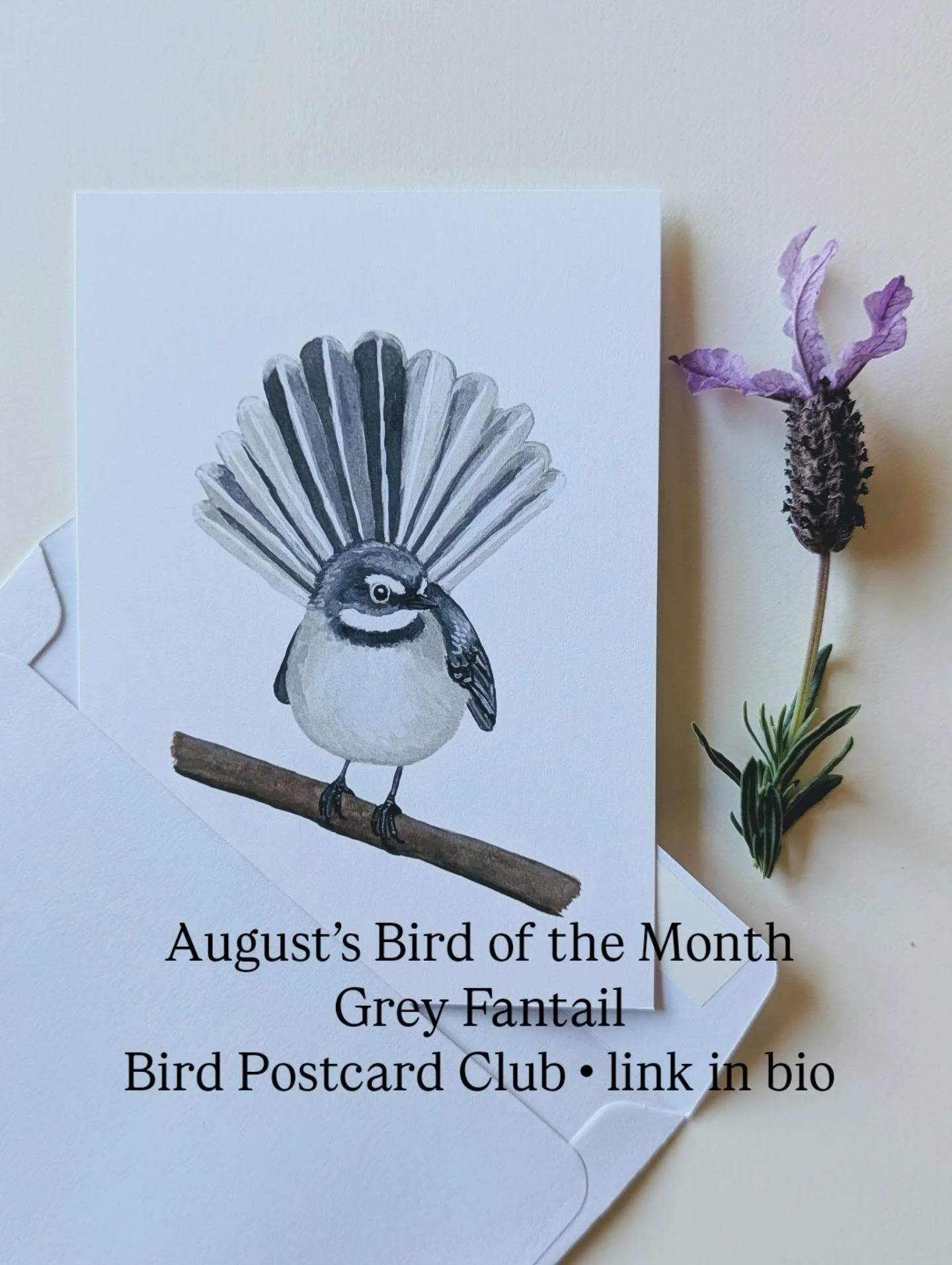 The Grey Fantails have arrived 🤍🐦

There&rsquo;s something so lovely about seeing one of my paintings become a little stack of postcards.

This Grey Fantail is August&rsquo;s Bird of the Month, painted in gouache and now printed here in Tasmania on