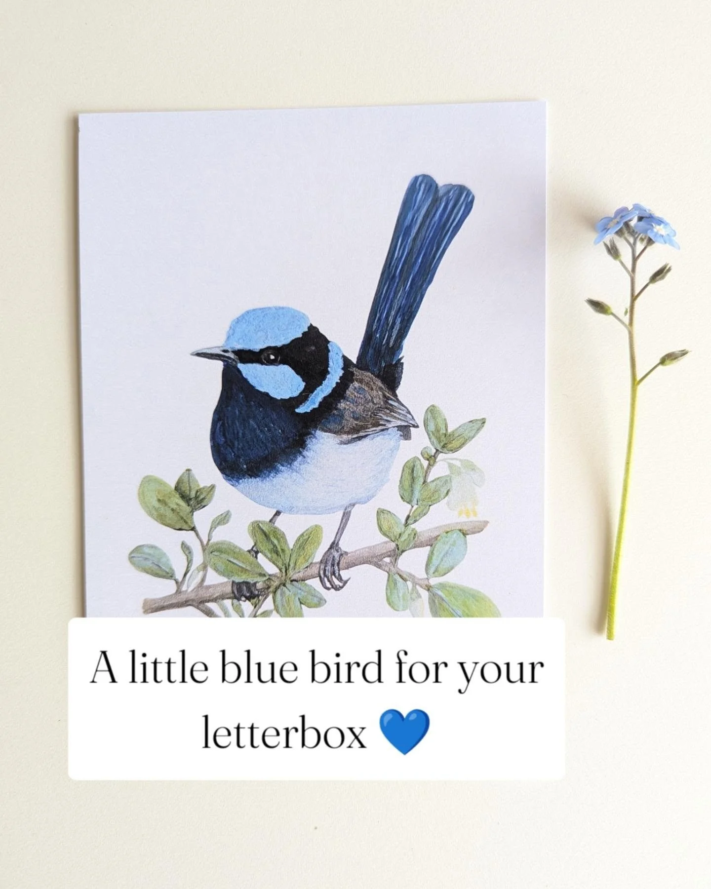 A little blue bird, now available on his own 💙

September&rsquo;s Superb Fairy-wren postcard has joined the shop, so you can enjoy this little fellow without joining the monthly Bird Postcard Club.

Send him to a bird-loving friend, pop him in a lit