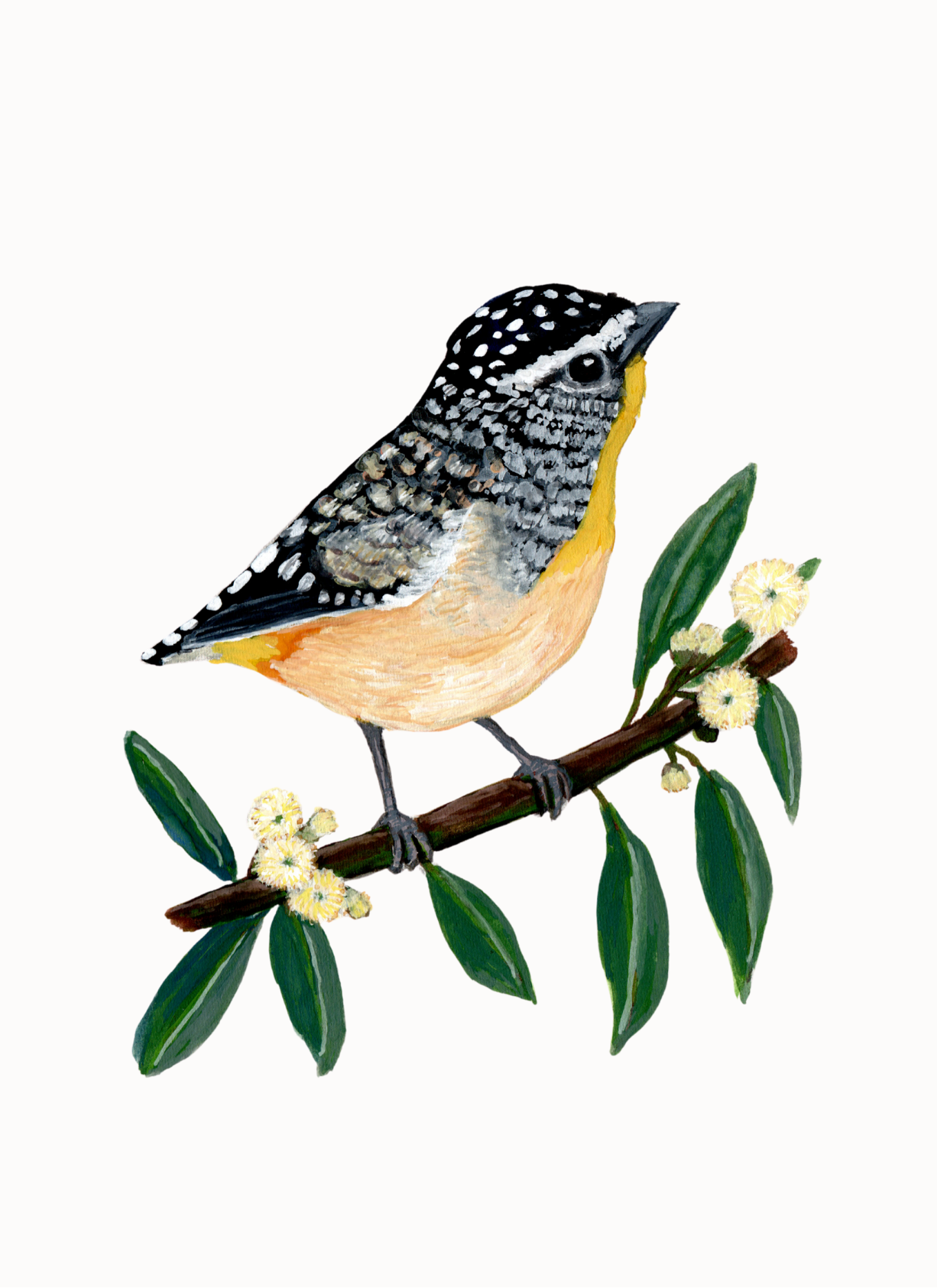 Bird Collector’s Mail Club
