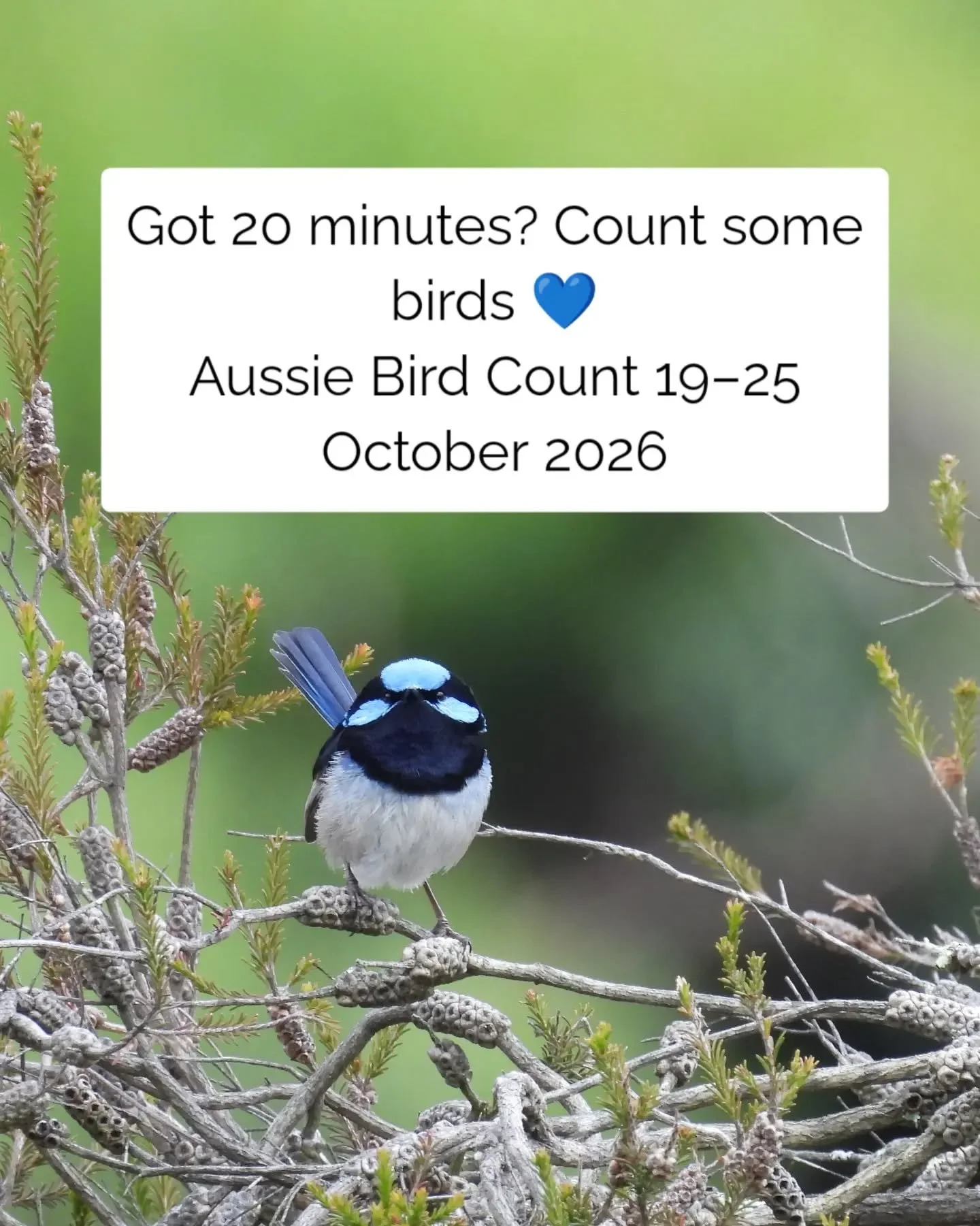 Got 20 minutes? Count some birds 💙

The Aussie Bird Count is on until 25 October. Find a spot in your garden or local park, watch for 20 minutes and submit your count through the free Aussie Bird Count app or website.

A little time outside, getting