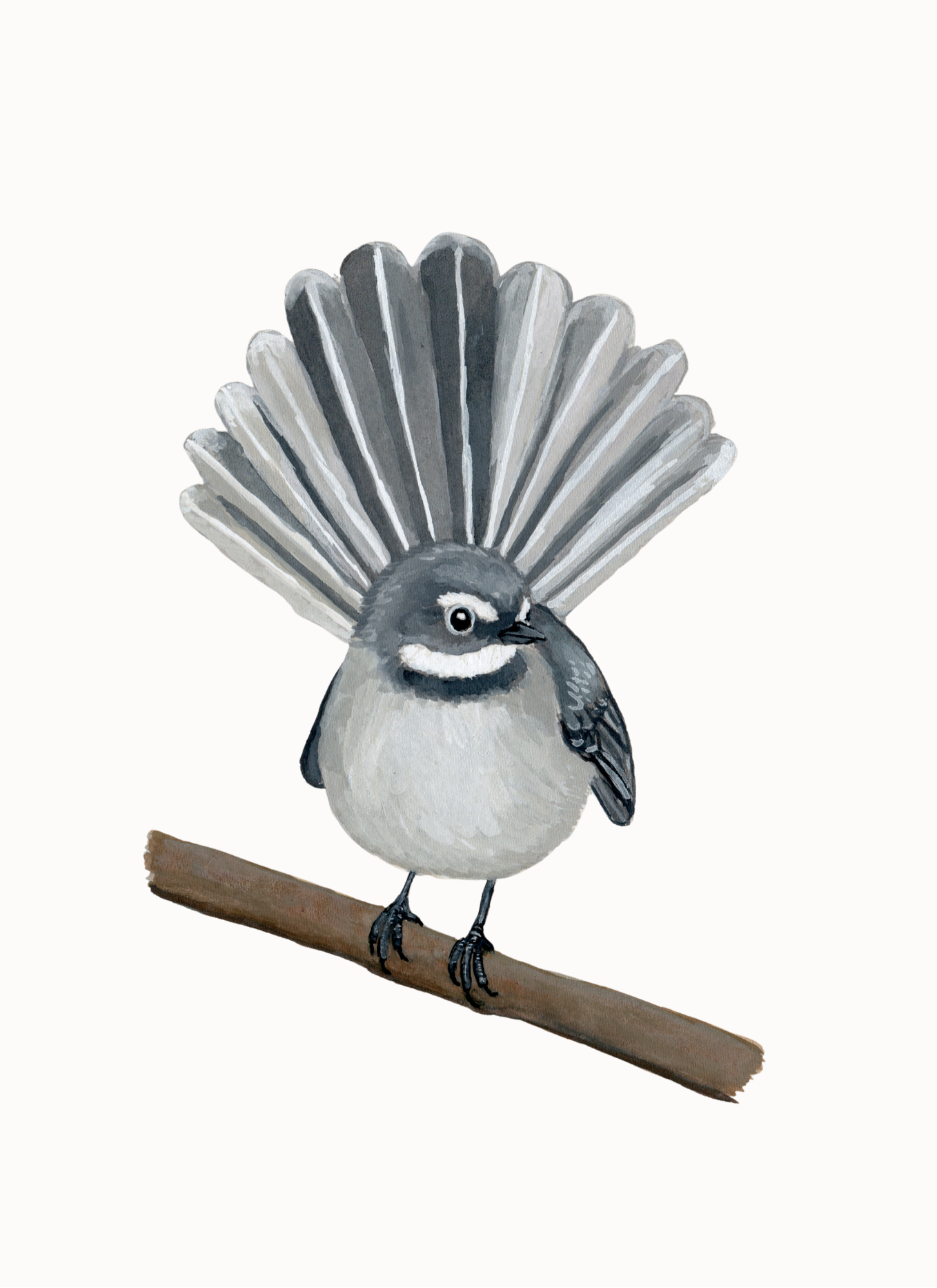 Grey Fantail