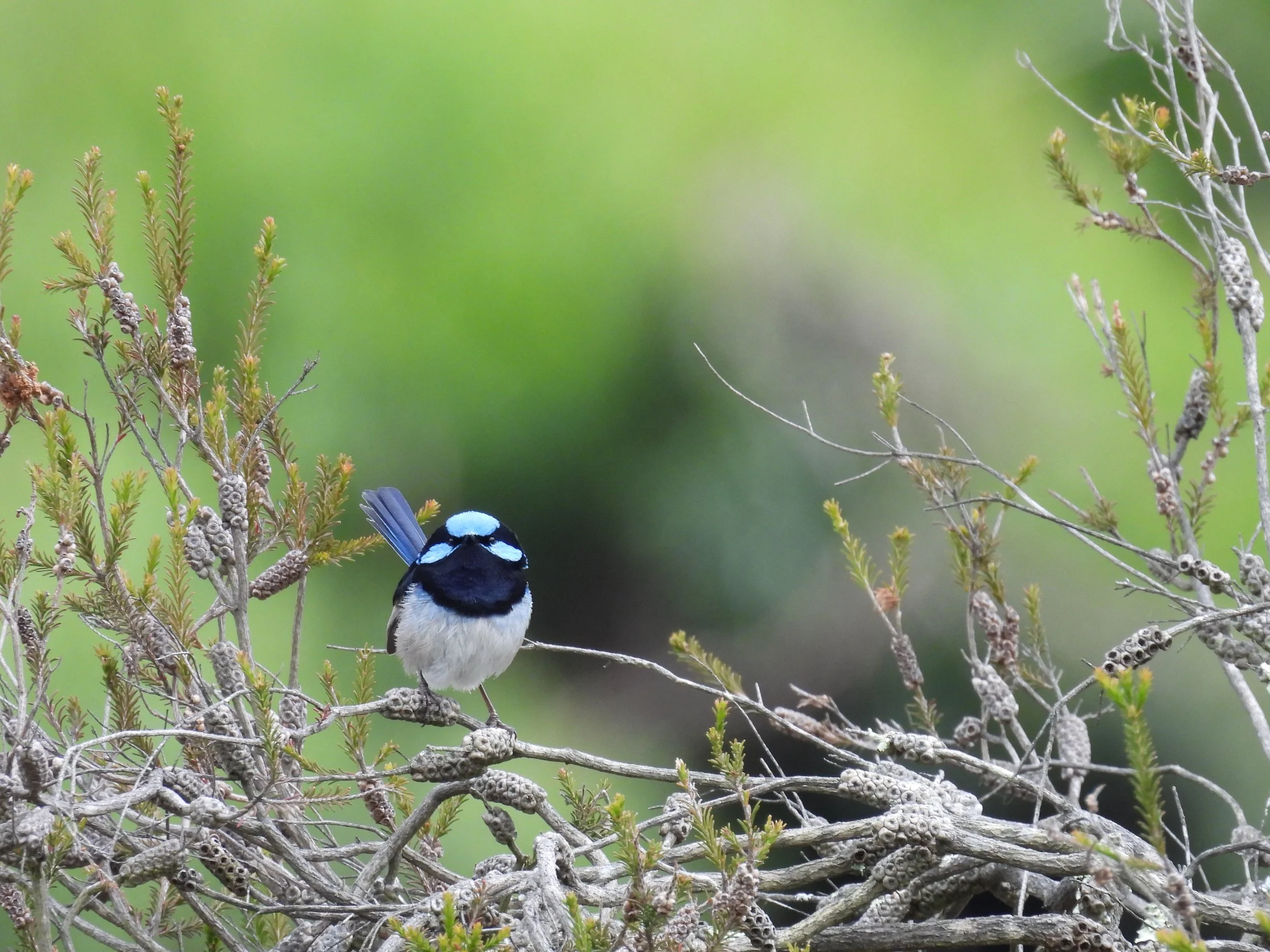 A small blue and white bird perched on a branch of a shrub with green leaves and small pine cones, against a blurred green background.