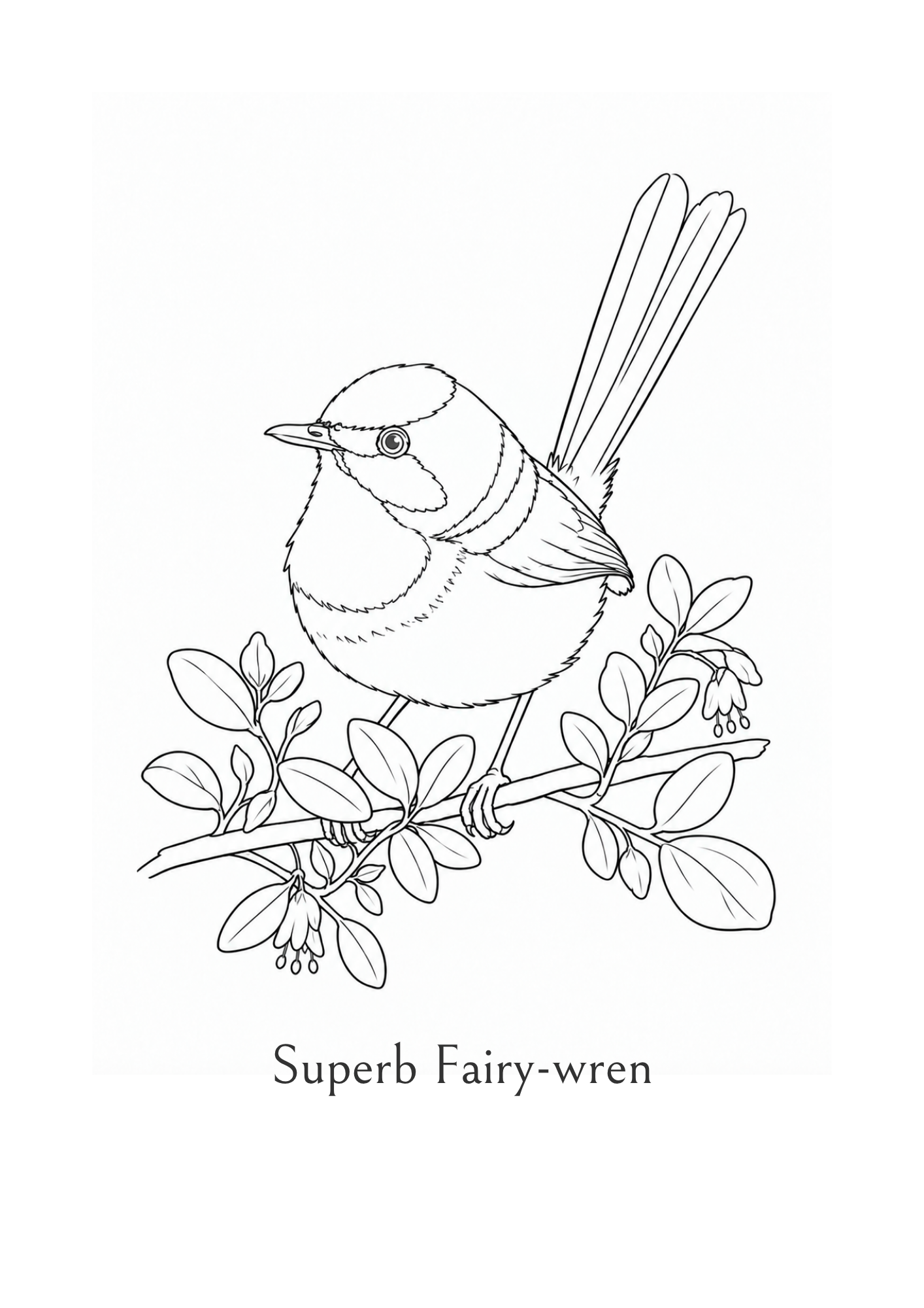 Black and white drawing of a bird perched on a branch with leaves, labeled 'Superb Fairy-wren'.