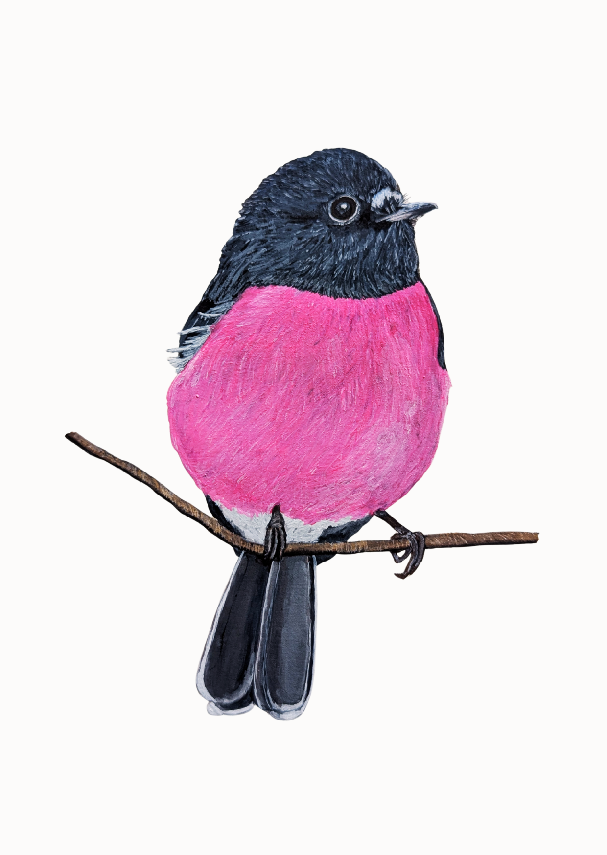Pink Robin