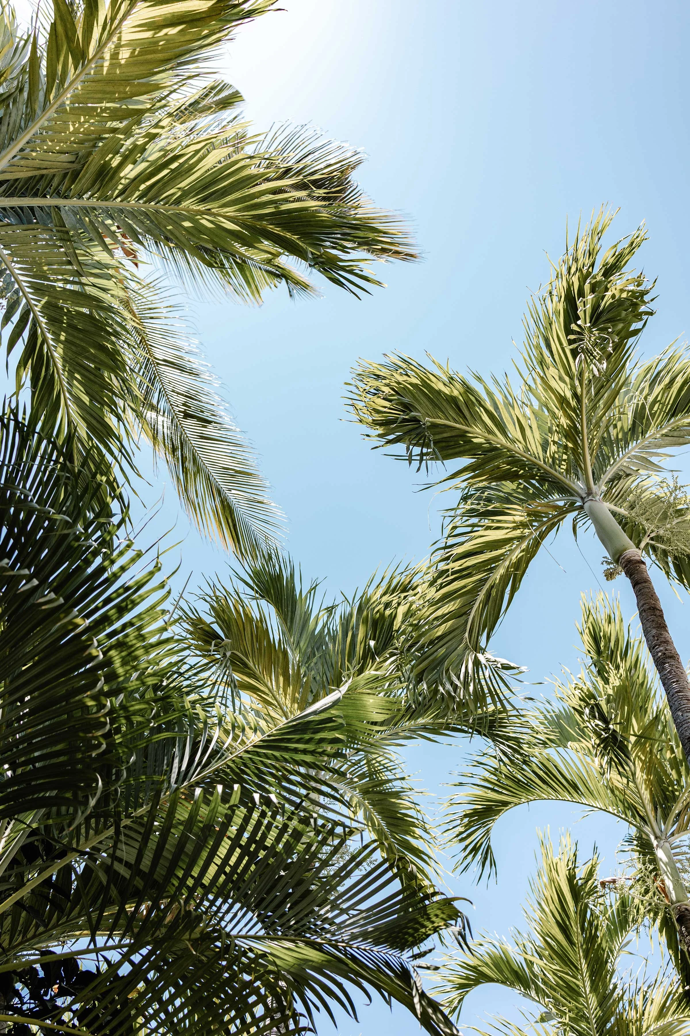 Looking up at palm trees against a clear blue sky.